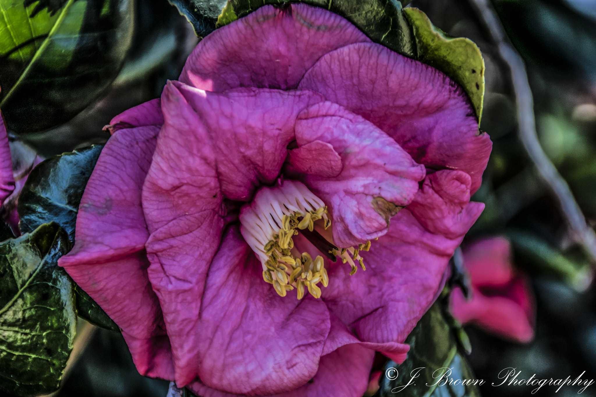 Canon EOS 750D (EOS Rebel T6i / EOS Kiss X8i) sample photo. Beautiful detail photography