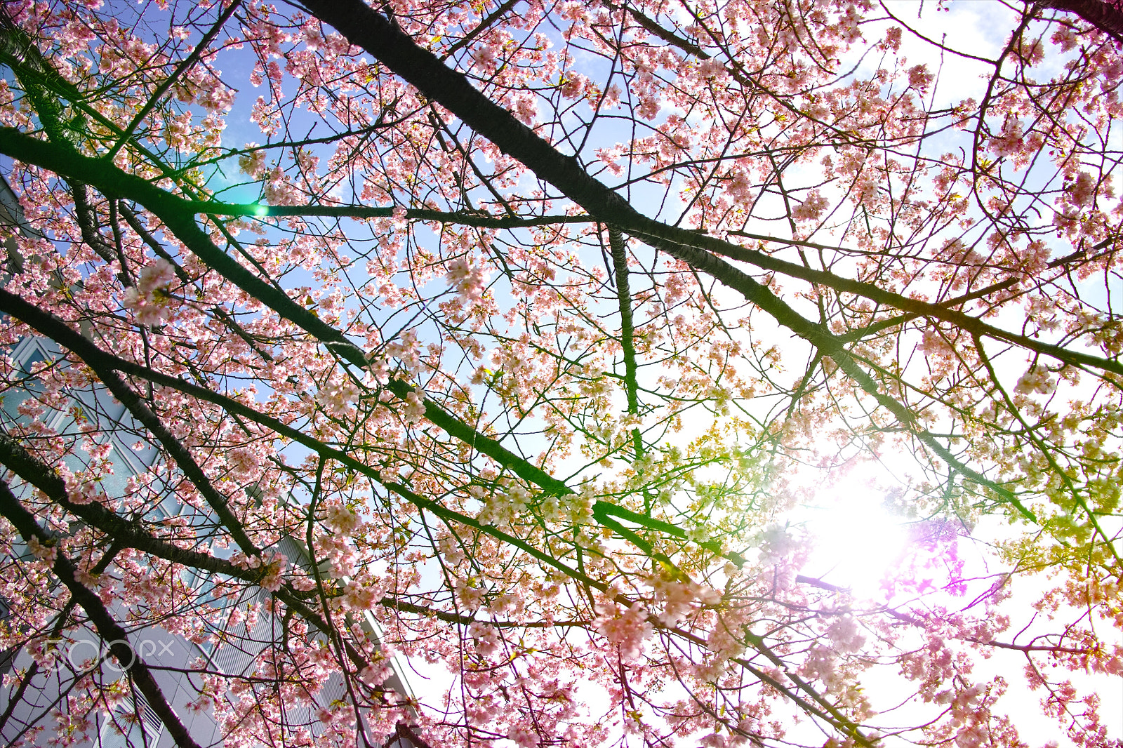 Sigma 19mm F2.8 sample photo. Sakura photography