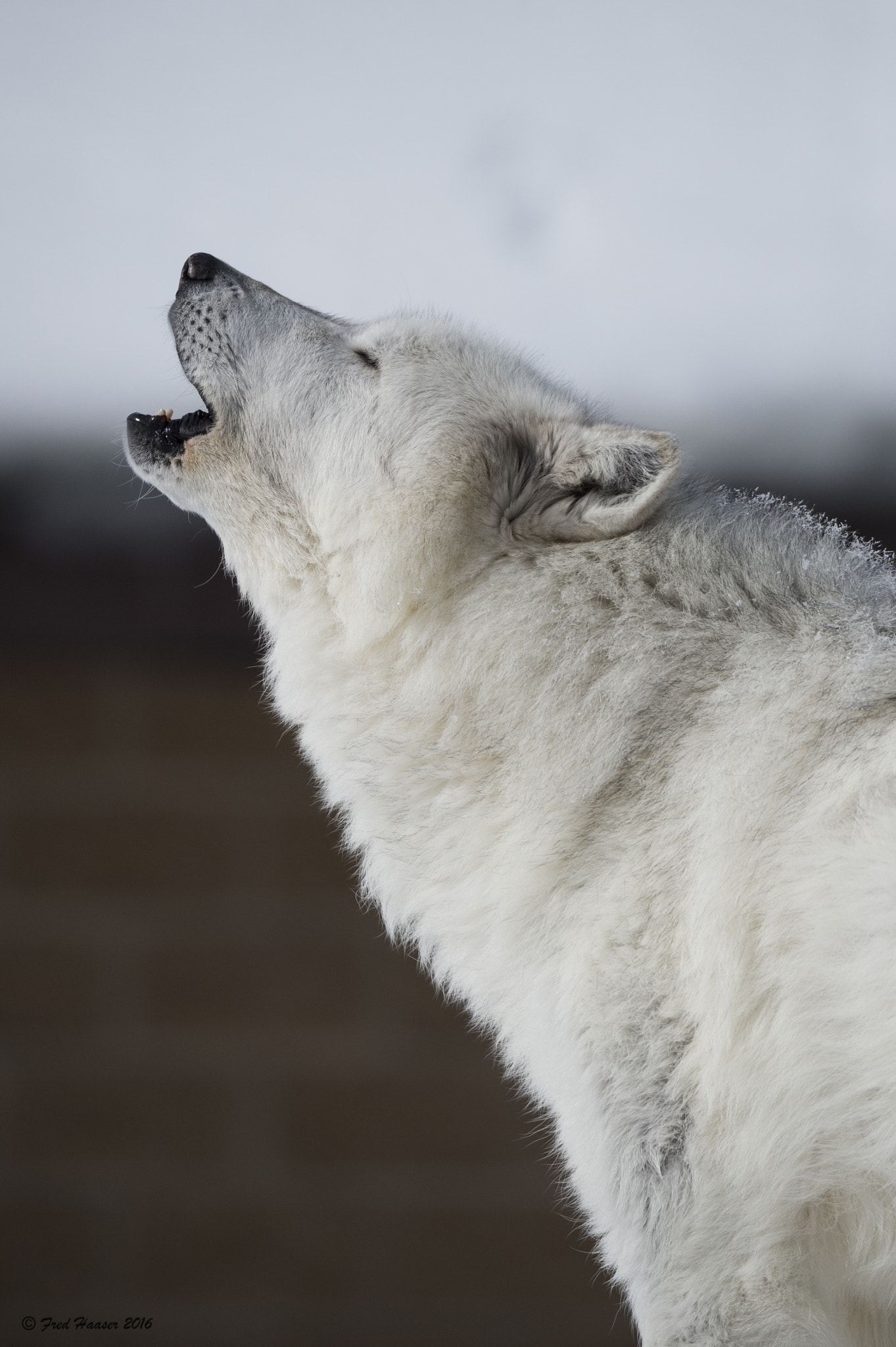 Nikon D4S sample photo. White wolf howls with the pack photography