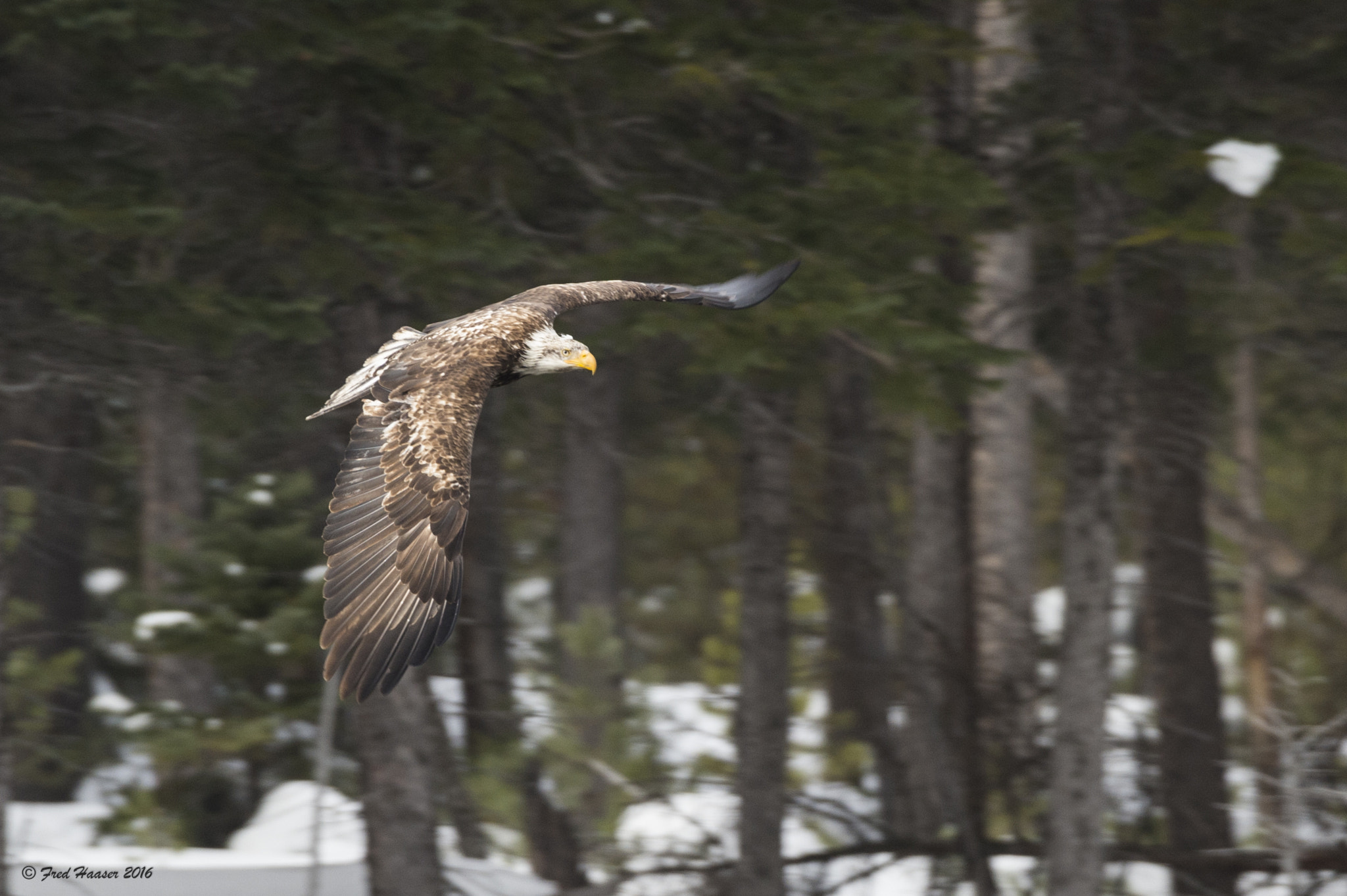 Nikon D4S sample photo. Eagle flies over the river in yellowstone photography