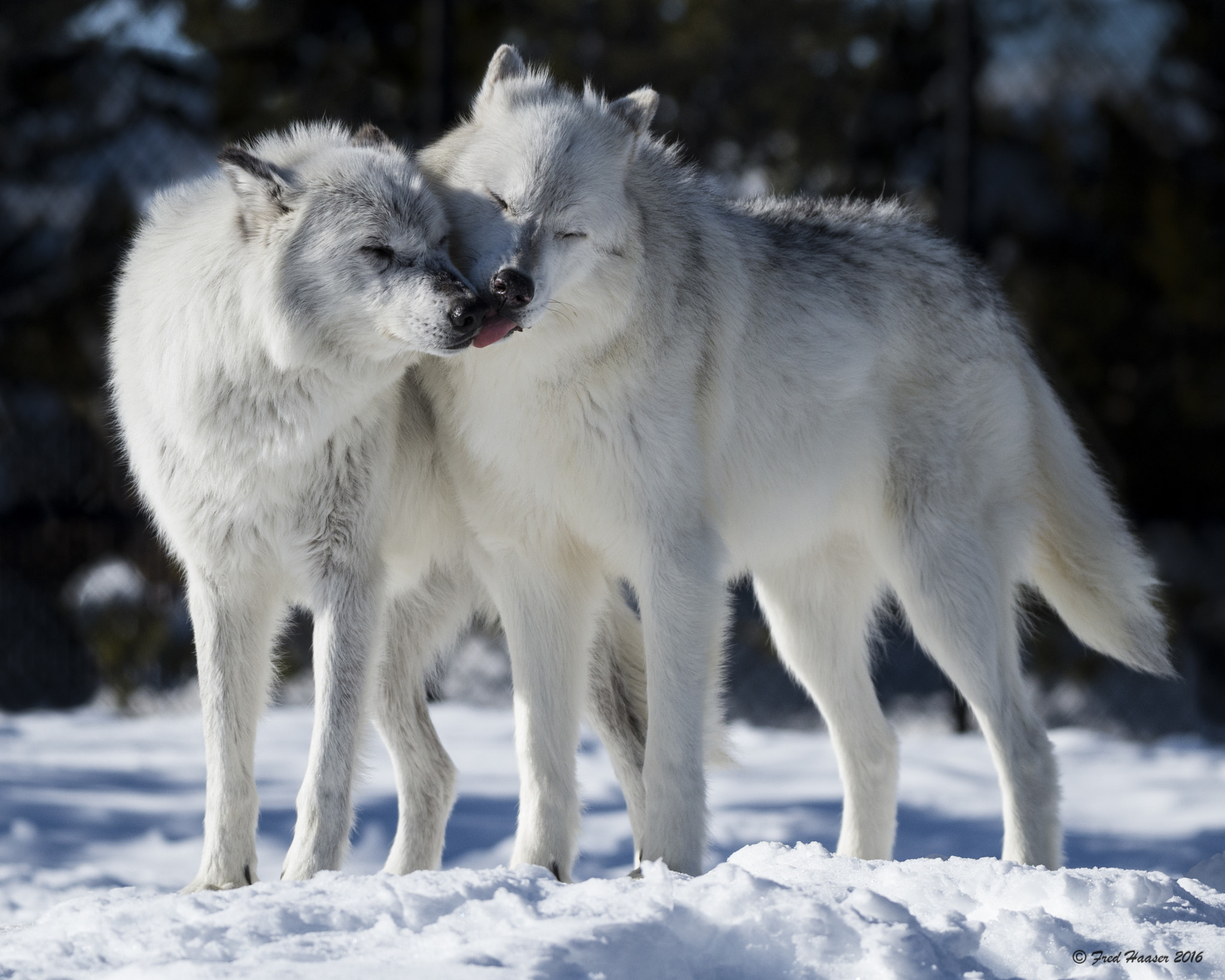 Nikon D4S sample photo. Pair of white wolves kiss on valentines day photography
