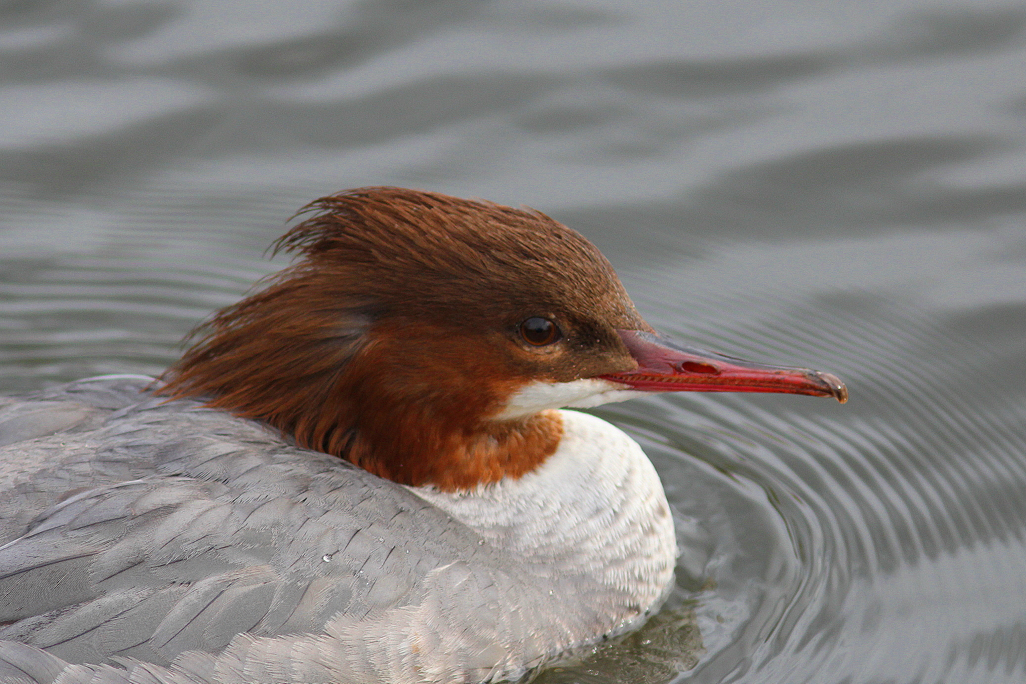 Canon EF 300mm F4L IS USM sample photo. Female goosander photography