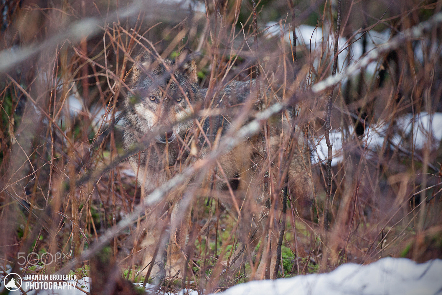 Canon EF 500mm F4L IS USM sample photo. Coastal wolf photography