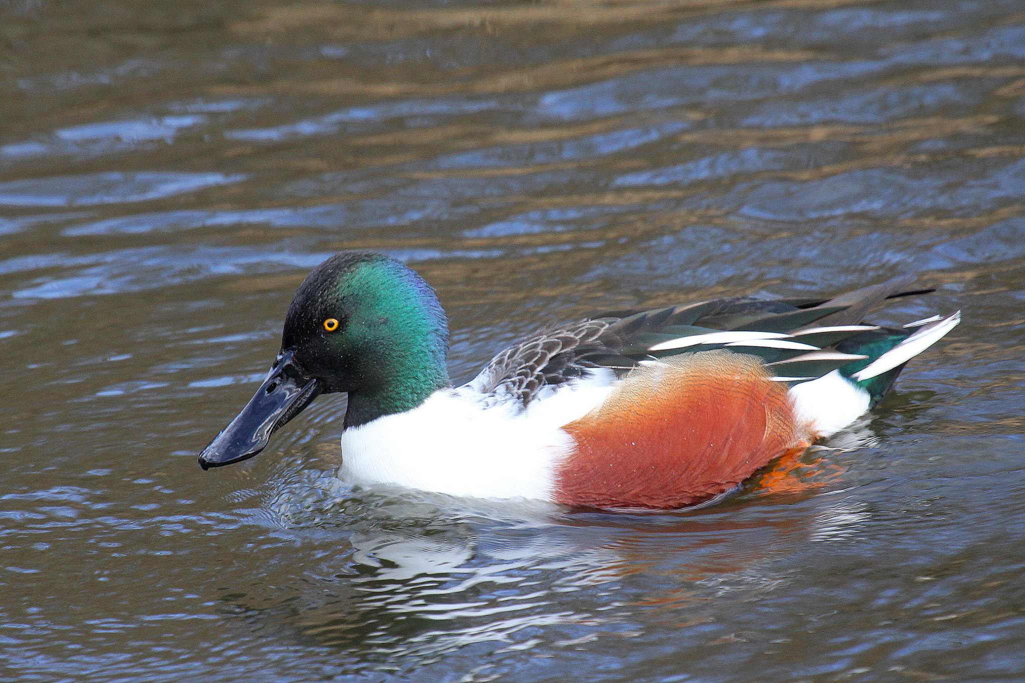 Canon EF 100-400mm F4.5-5.6L IS USM sample photo. Shovler duck photography