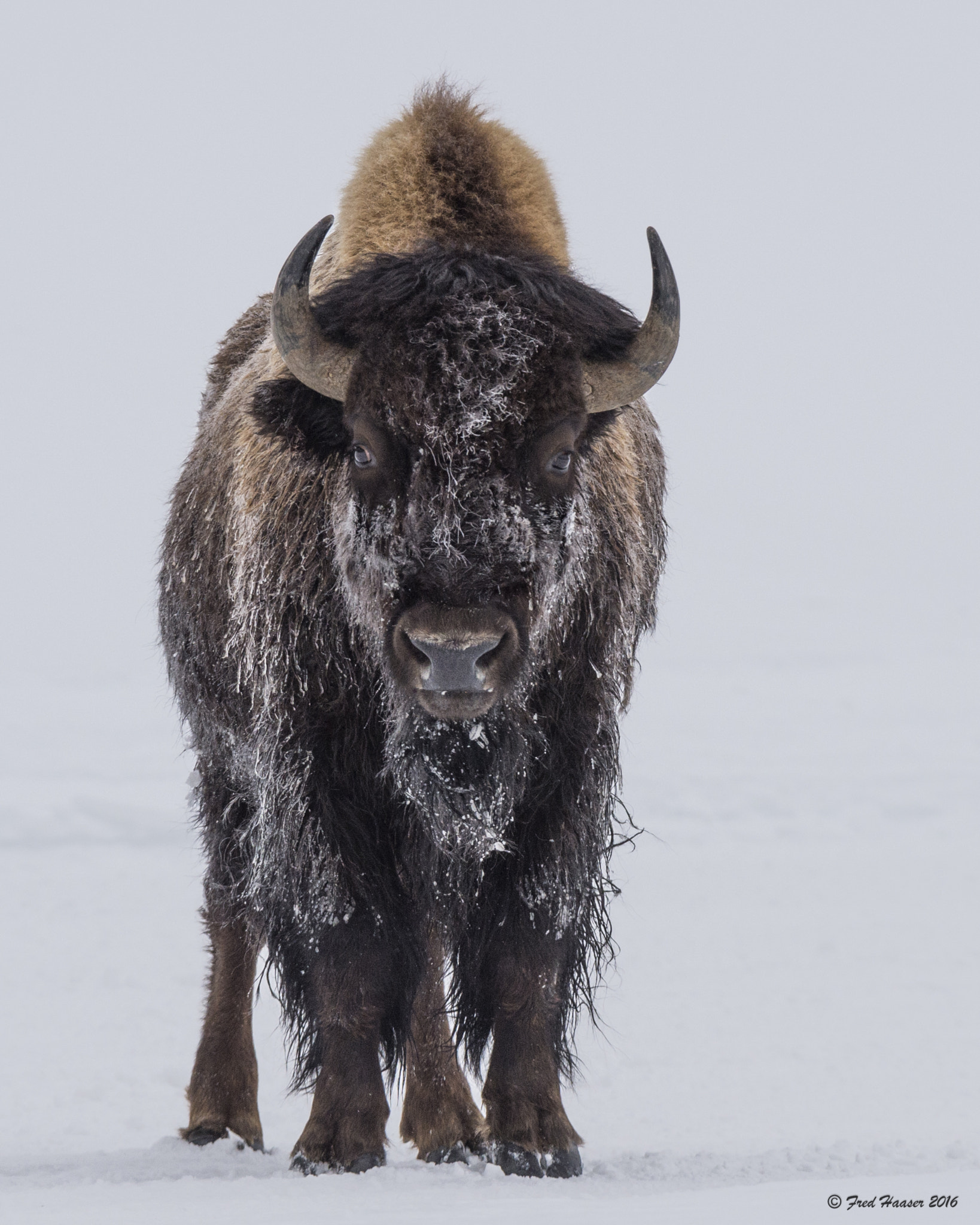 Nikon D4S sample photo. Bison approaches our position in yellowstone photography