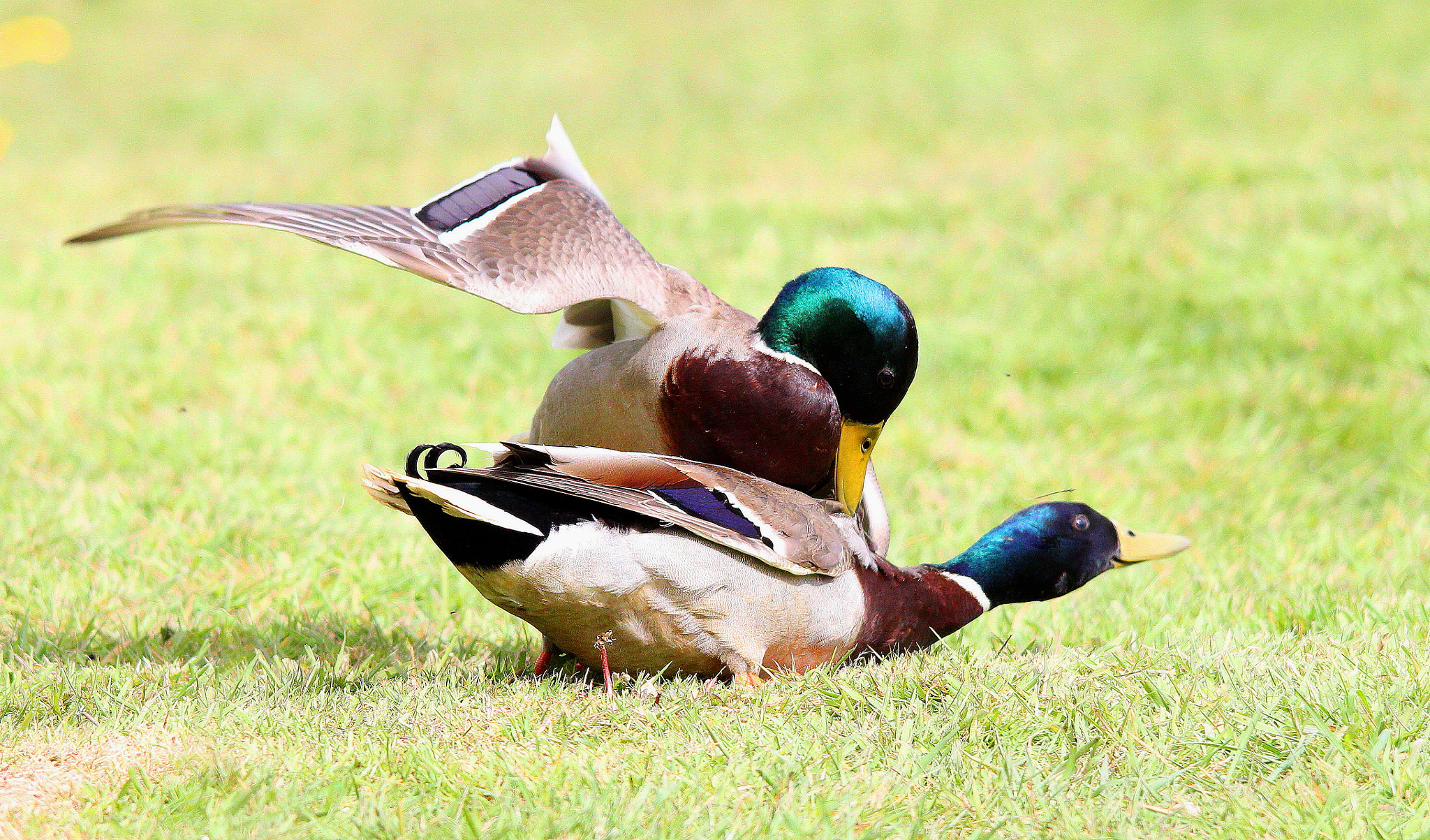 Canon 150-500mm sample photo. Fighting mallards photography