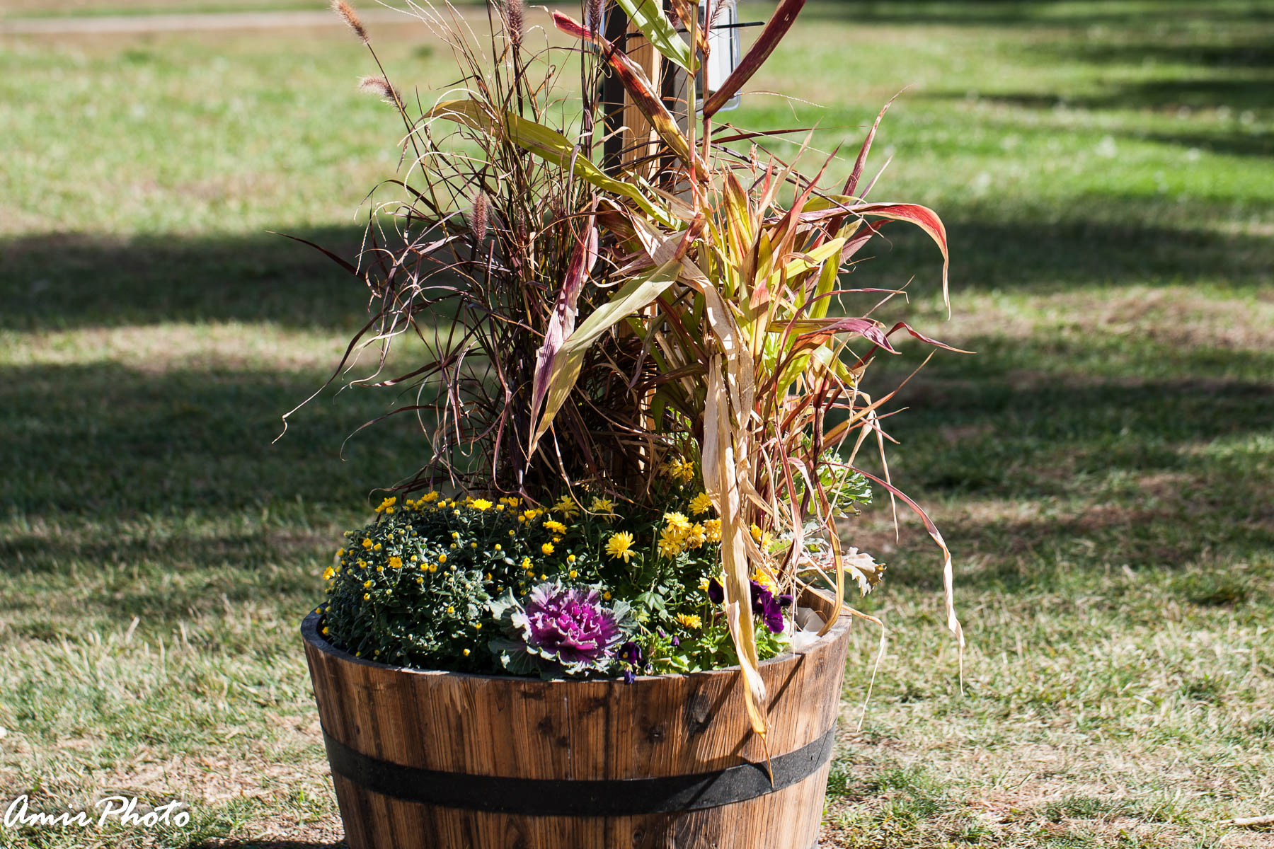 Canon EOS-1D Mark III sample photo. 2015-10-18 corn haze photography