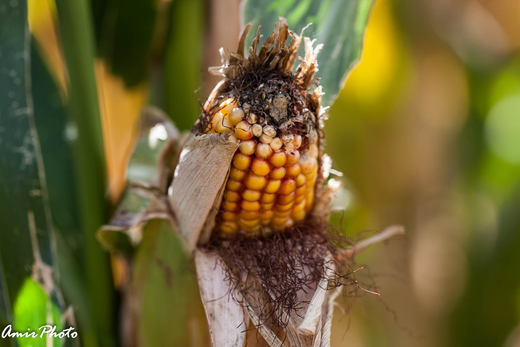 Canon EOS-1D Mark III sample photo. 2015-10-18 corn haze photography