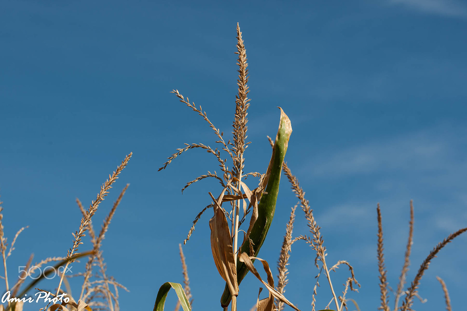 Canon EOS-1D Mark III sample photo. 2015-10-18 corn haze photography