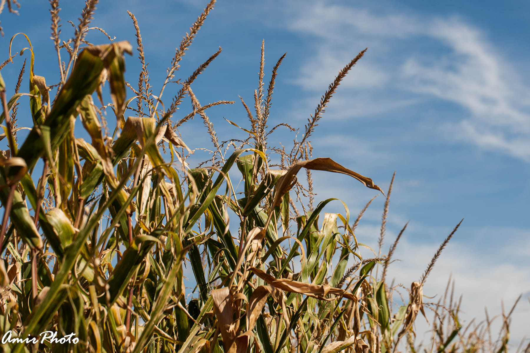 Canon EOS-1D Mark III sample photo. 2015-10-18 corn haze photography