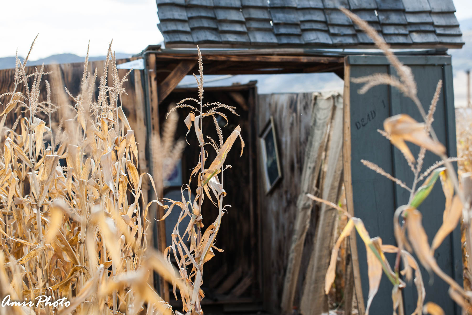 Canon EOS-1D Mark III sample photo. 2015-10-18 corn haze photography