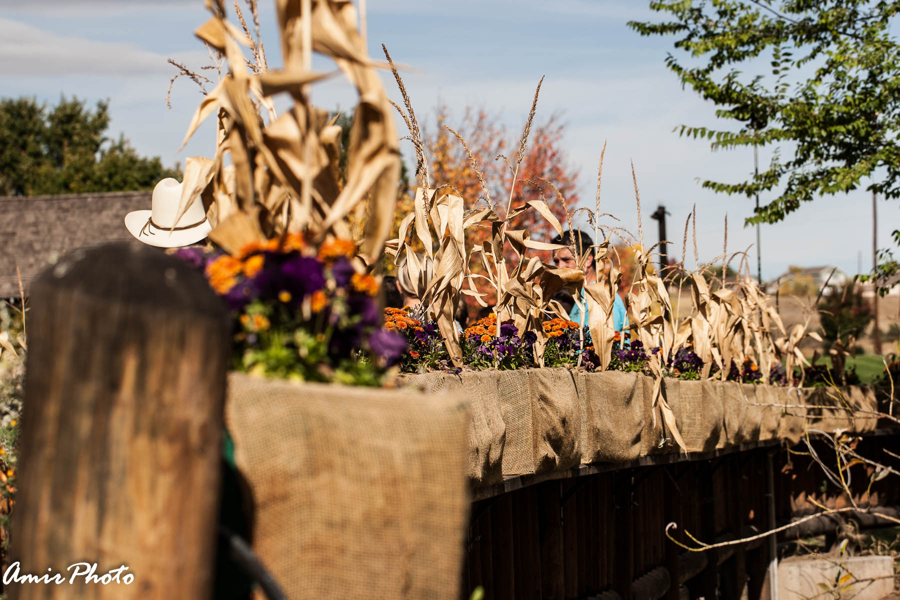 Canon EOS-1D Mark III sample photo. 2015-10-18 corn haze photography