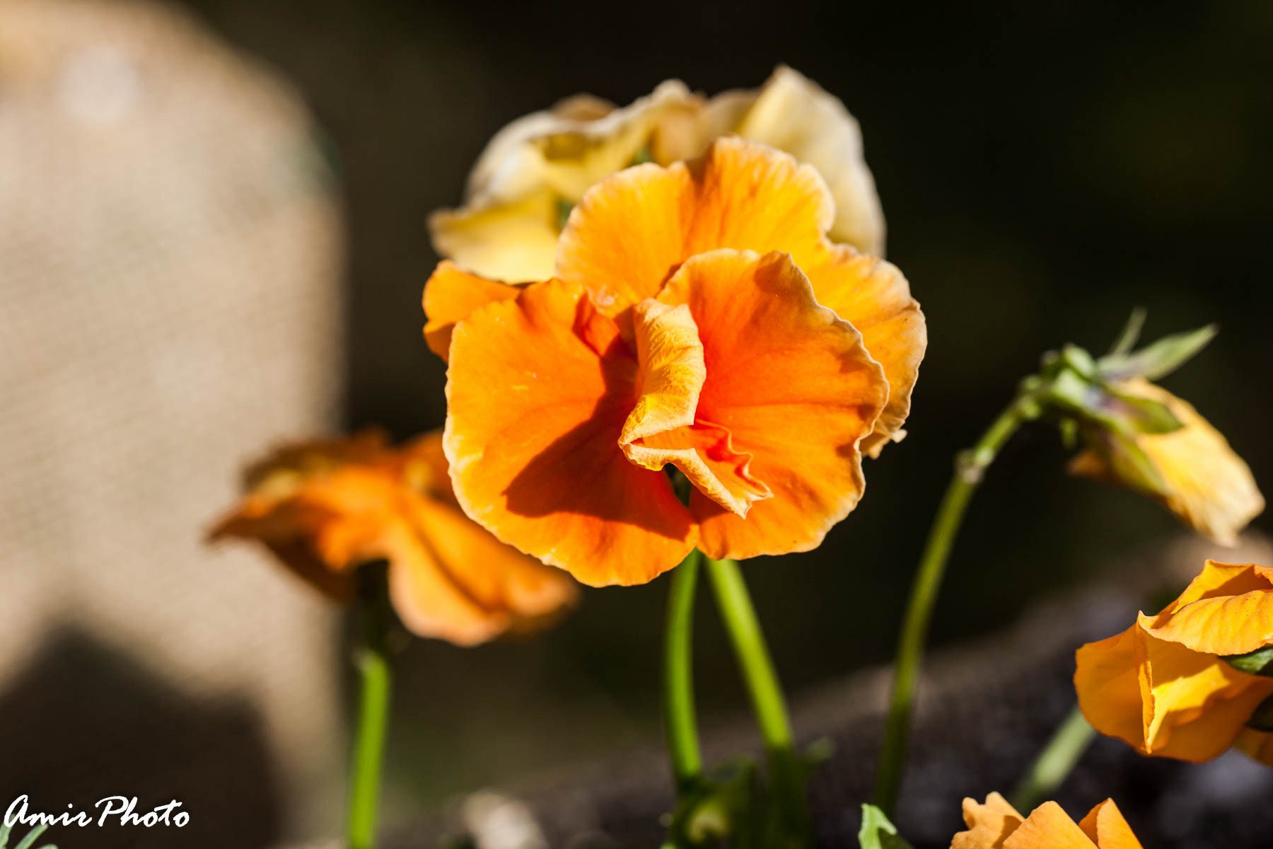 Canon EOS-1D Mark III sample photo. 2015-10-18 corn haze photography