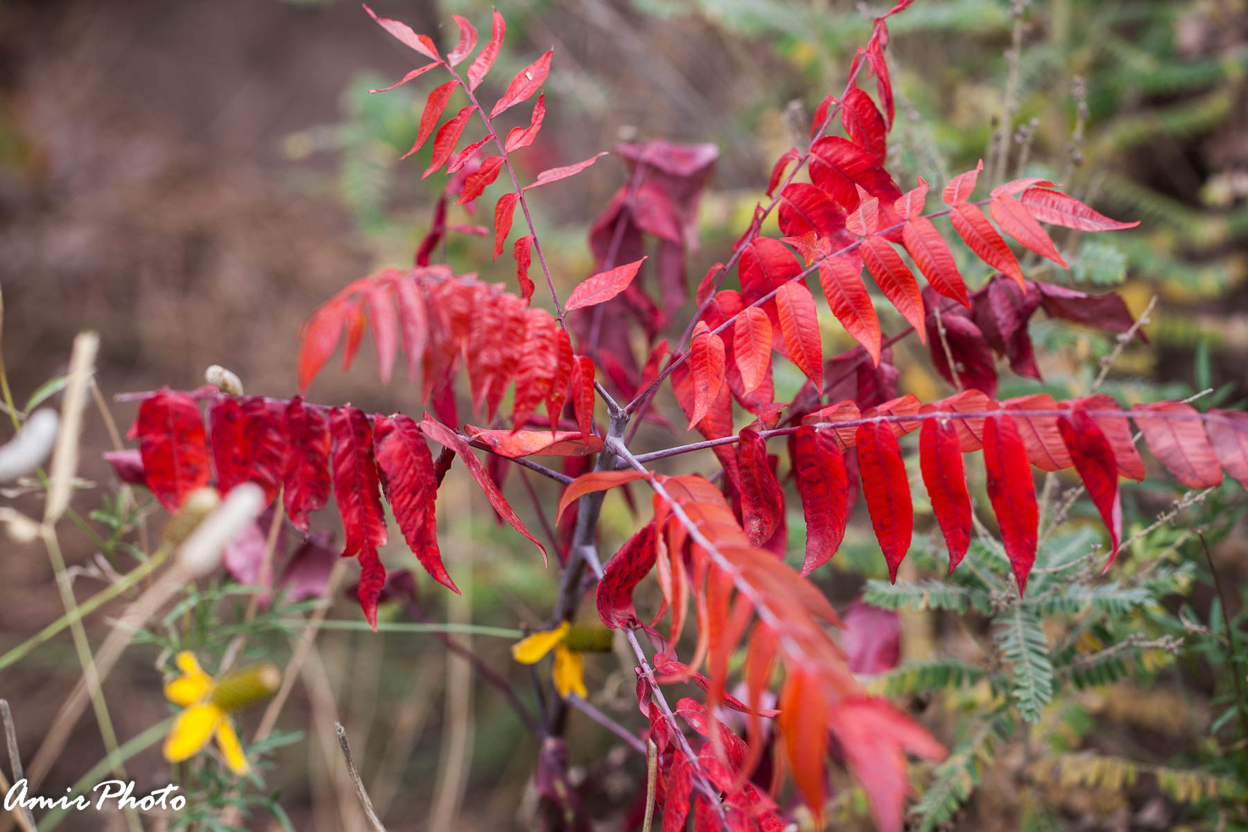 Canon EOS-1D Mark III sample photo. 2015-10-18 corn haze photography