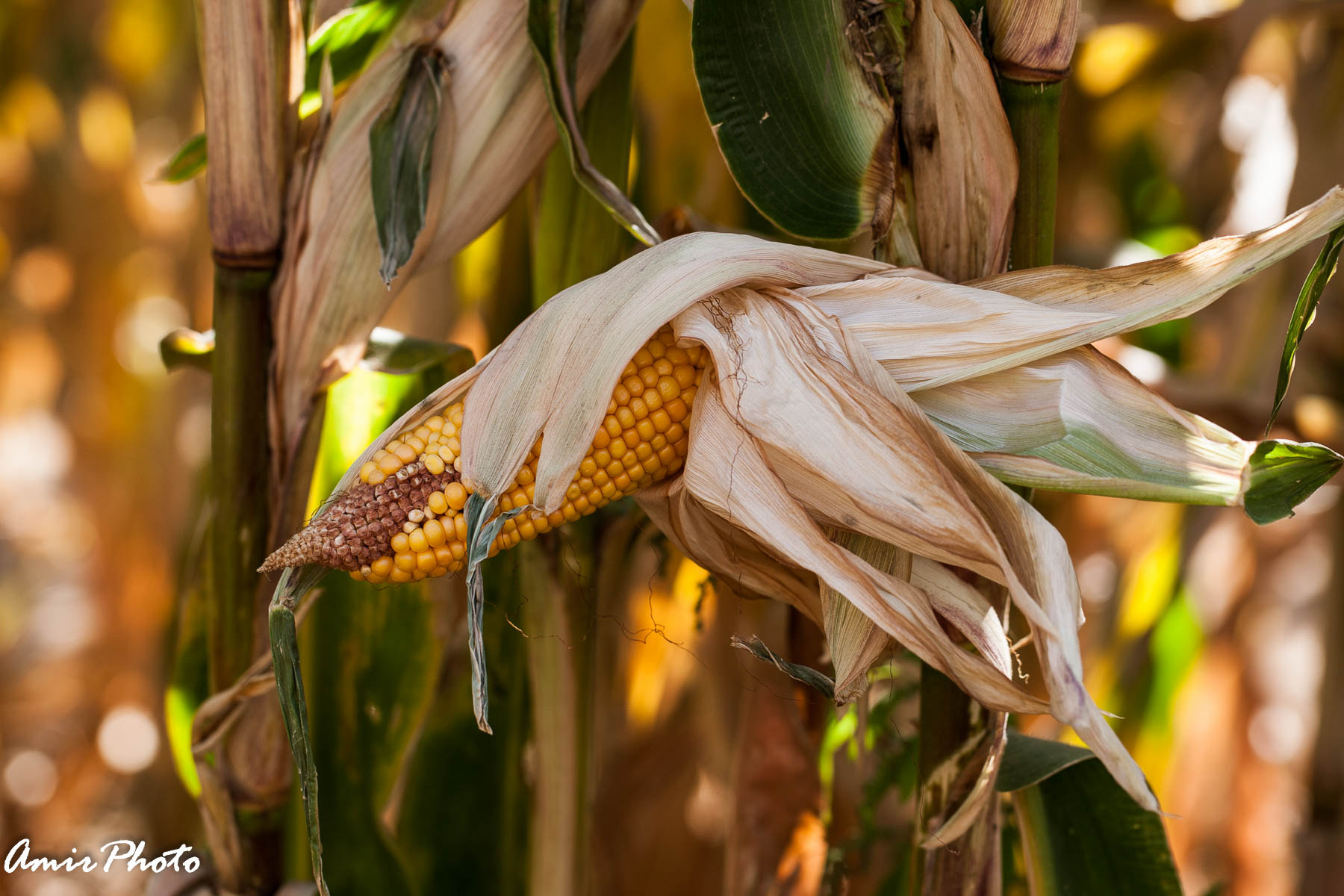 Canon EOS-1D Mark III sample photo. 2015-10-18 corn haze photography