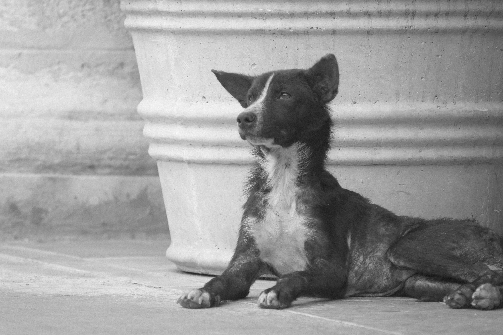 Sony SLT-A58 + Minolta AF 70-210mm F4 Macro sample photo. El perro photography