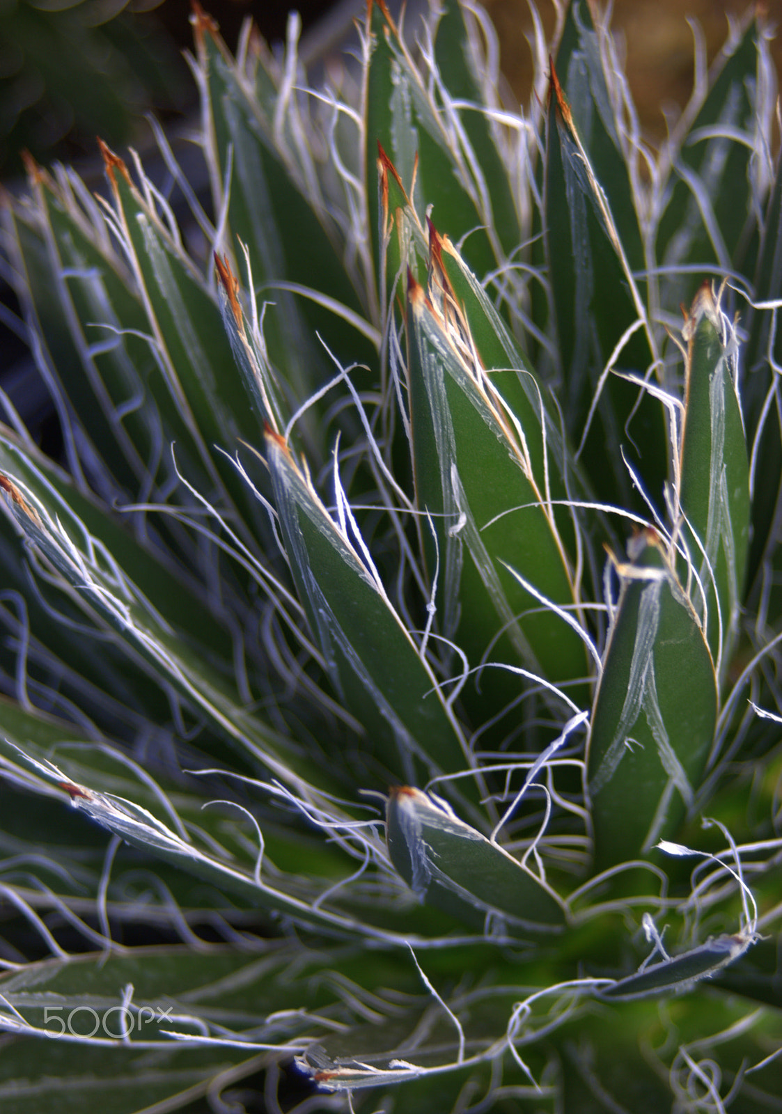 Sigma 28-90mm F3.5-5.6 Macro sample photo. Agave photography