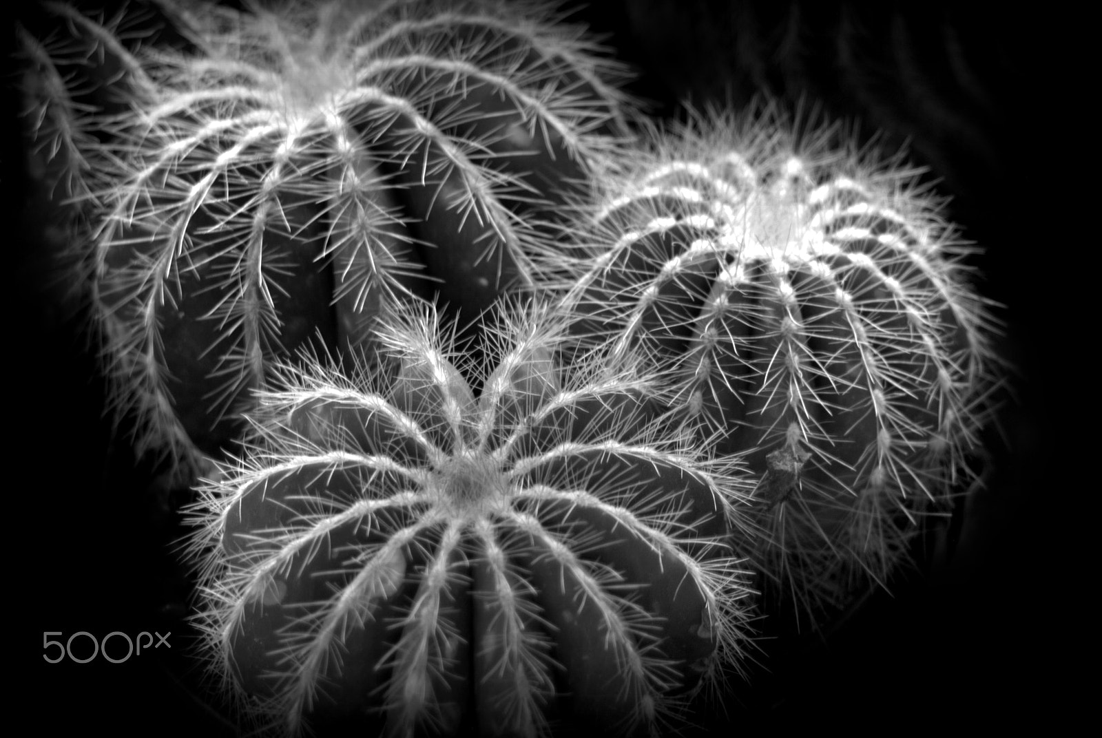 Sigma 28-90mm F3.5-5.6 Macro sample photo. Cacti photography