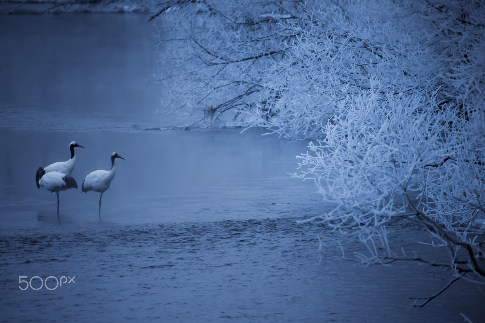 Sigma 150-600mm F5-6.3 DG OS HSM | C sample photo. Cranes wake up morning river photography