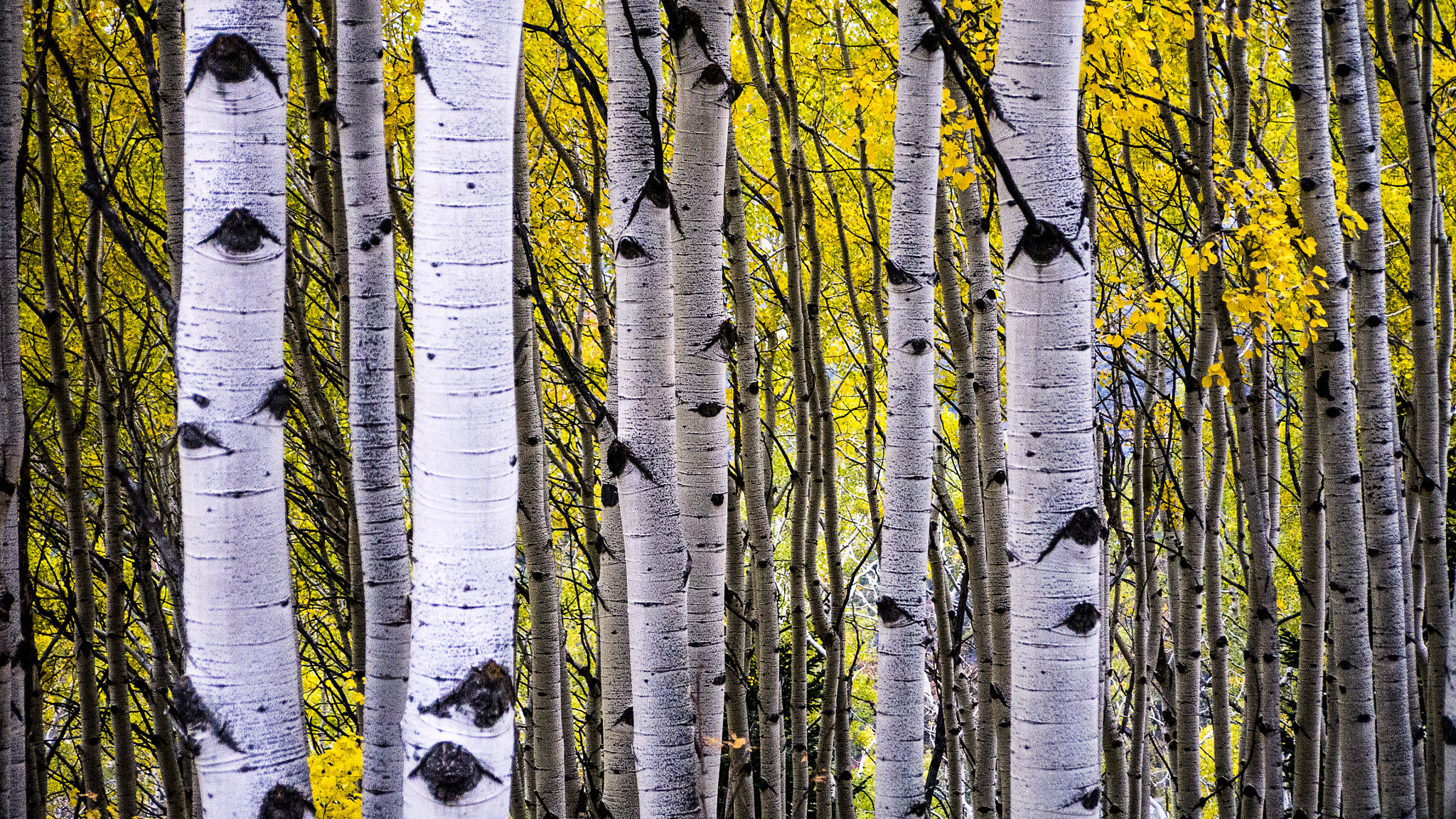 Panasonic Lumix DMC-G5 sample photo. Aspens in fall photography