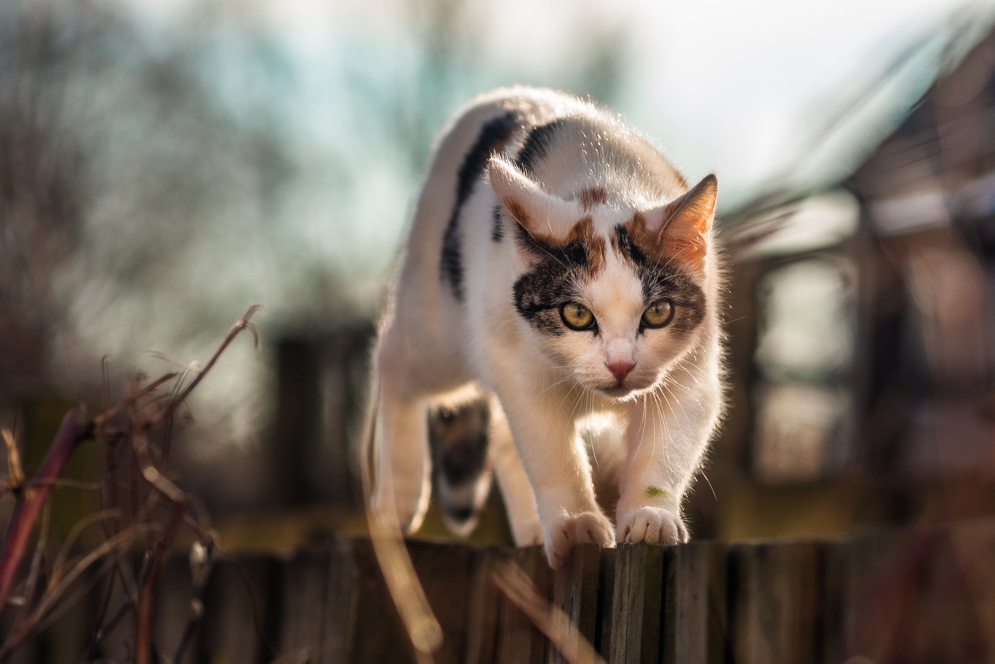 Canon EOS 40D + Canon EF 135mm F2.8 SF sample photo. Fence walking. photography