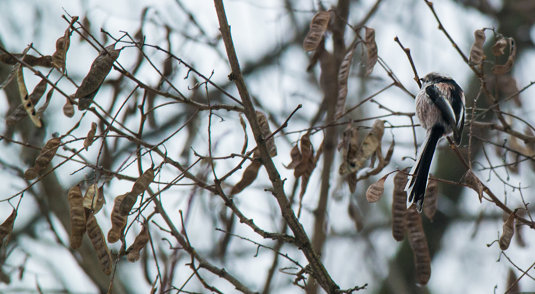 Samsung NX 50-200mm F4-5.6 ED OIS sample photo. Long-tailed tit photography