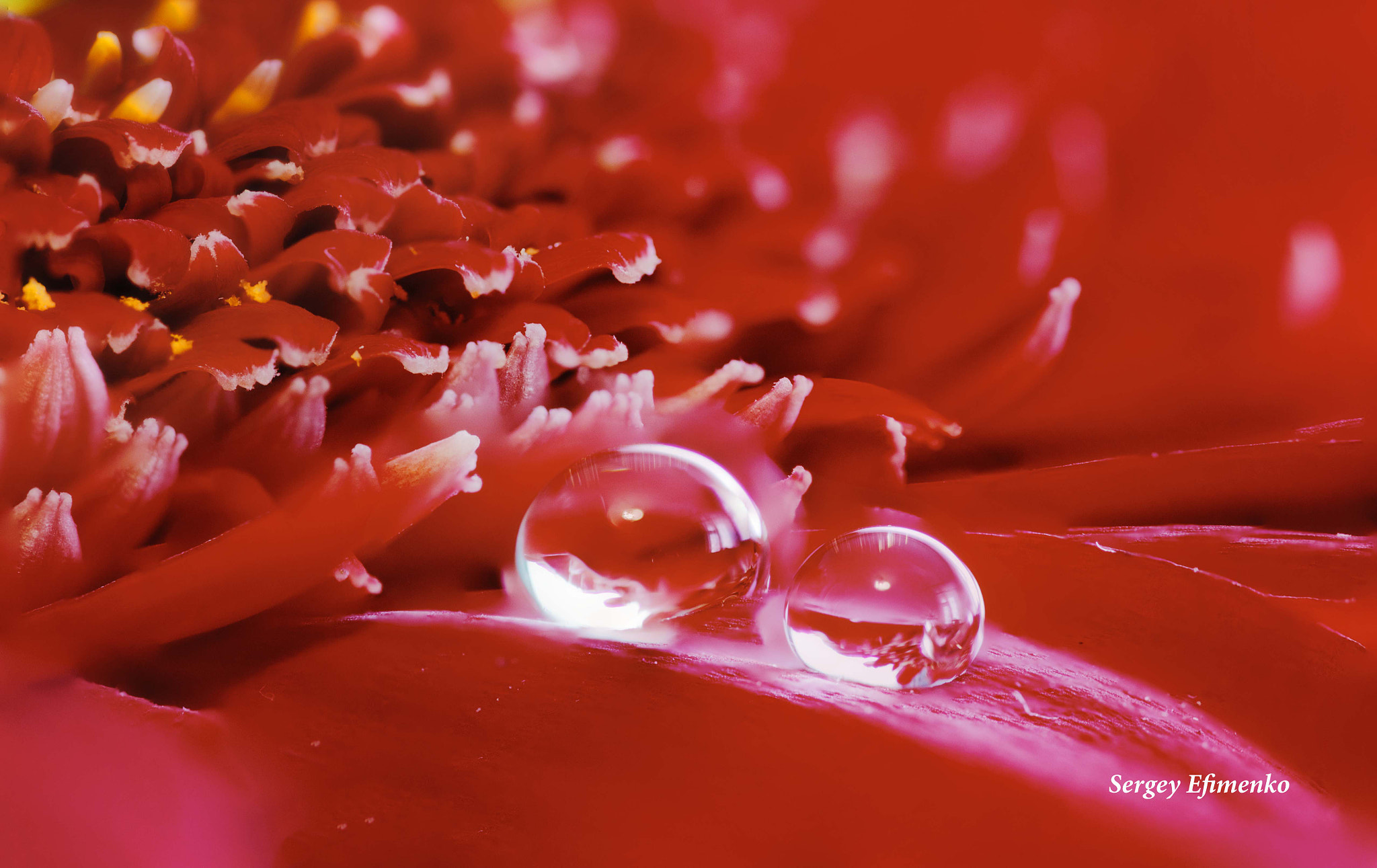 Sigma 105mm F2.8 EX DG OS HSM sample photo. Drops photography