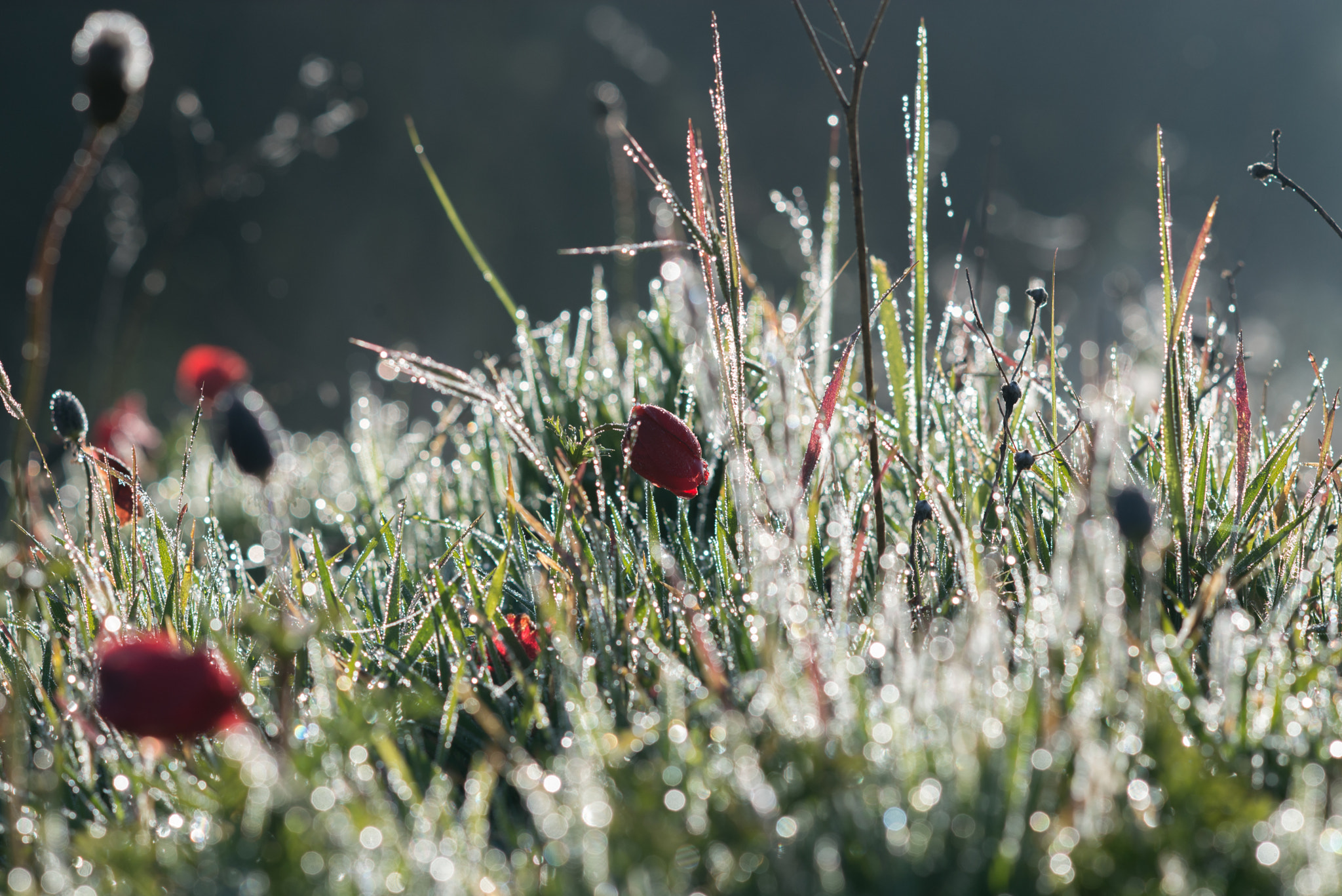 Nikon D610 + AF DC-Nikkor 135mm f/2D sample photo. Anemones at shokeda forest _ negev north-west photography