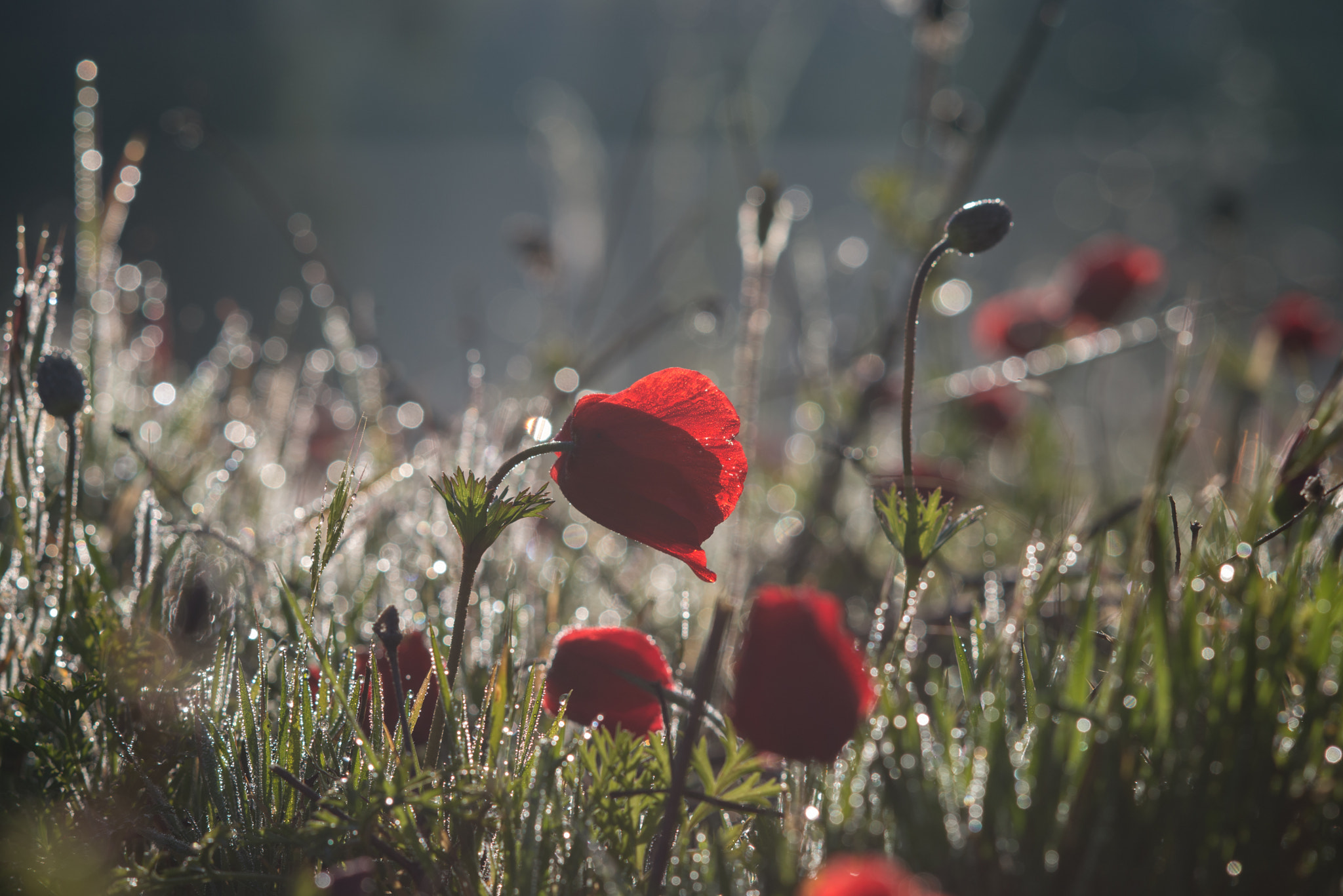 Nikon D610 + AF DC-Nikkor 135mm f/2D sample photo. Anemones at shokeda forest _ negev north-west photography