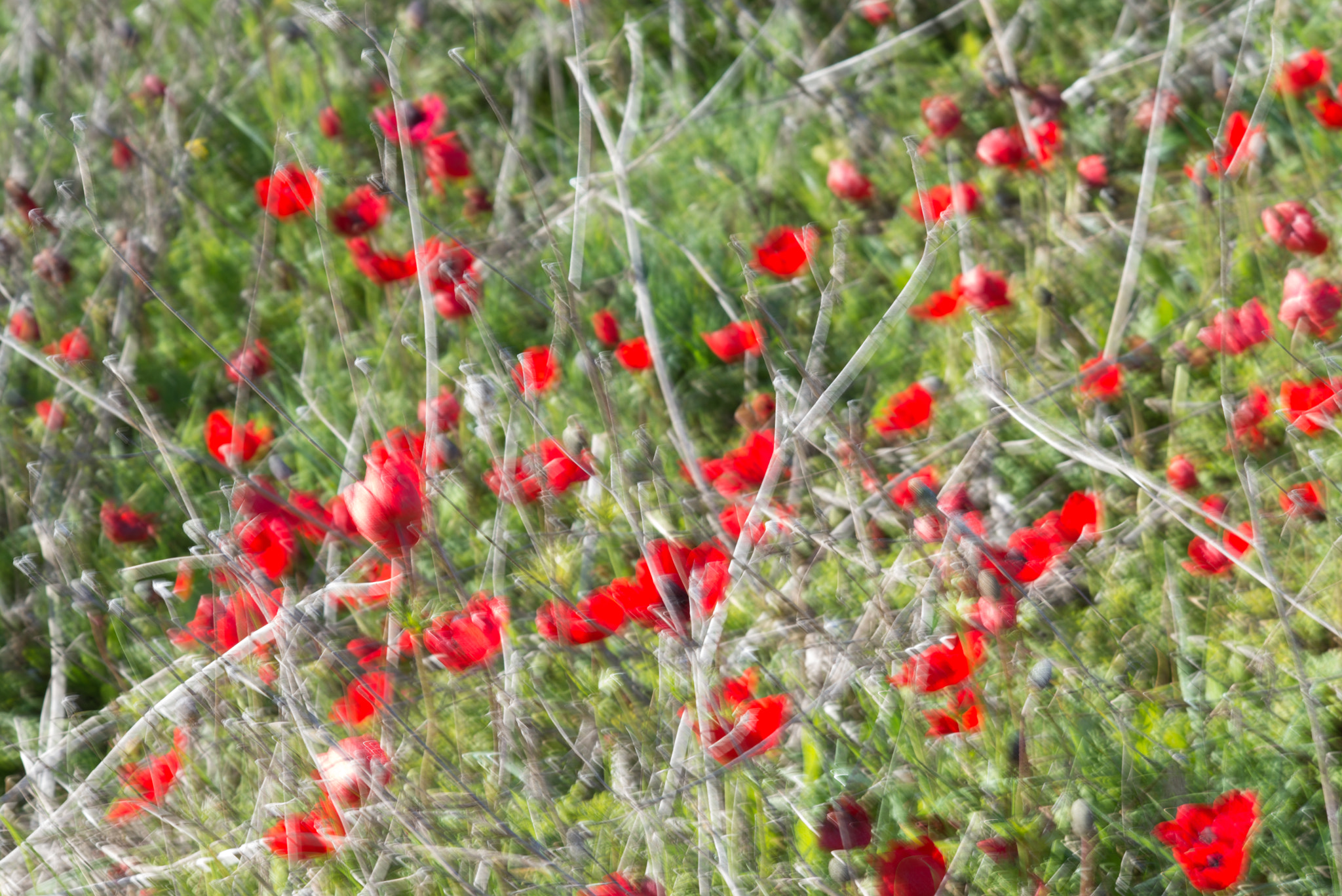 Nikon D610 + AF DC-Nikkor 135mm f/2D sample photo. Anemones at shokeda forest _ negev north-west photography