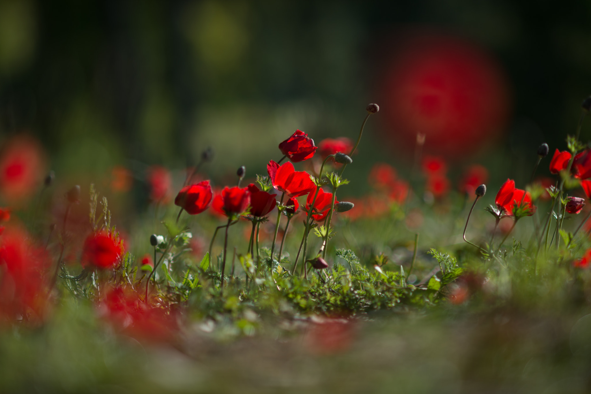 Nikon D610 + AF DC-Nikkor 135mm f/2D sample photo. Anemones at shokeda forest _ negev north-west photography