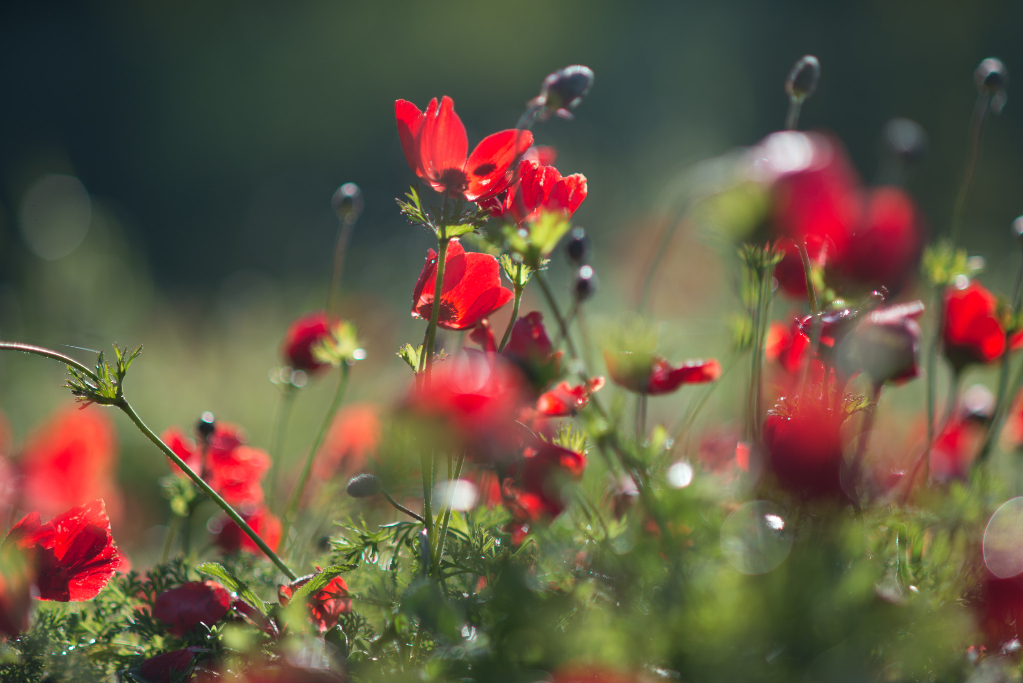 Nikon D610 + AF DC-Nikkor 135mm f/2D sample photo. Anemones at shokeda forest _ negev north-west photography