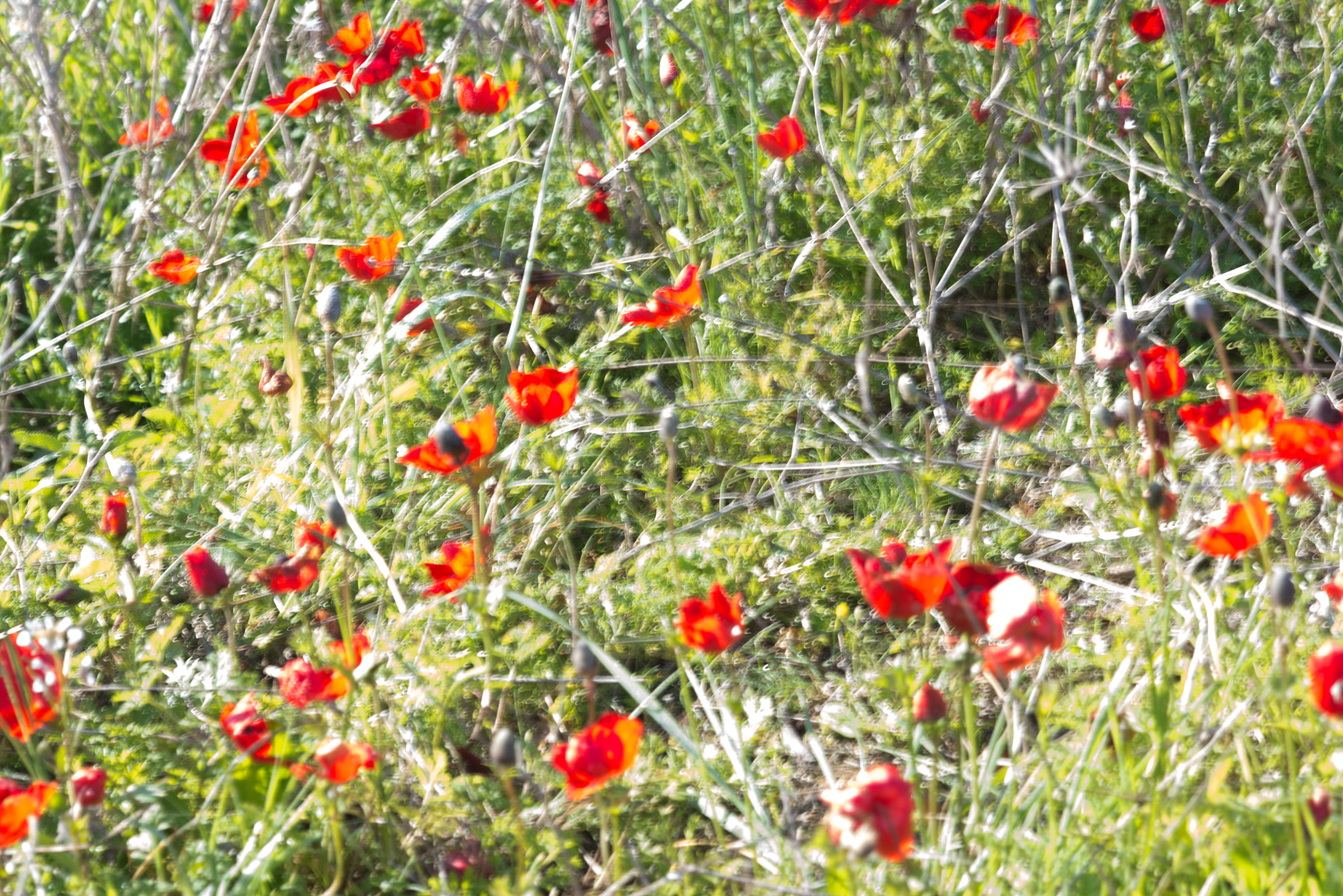 Nikon D610 + AF DC-Nikkor 135mm f/2D sample photo. Anemones at shokeda forest _ negev north-west photography