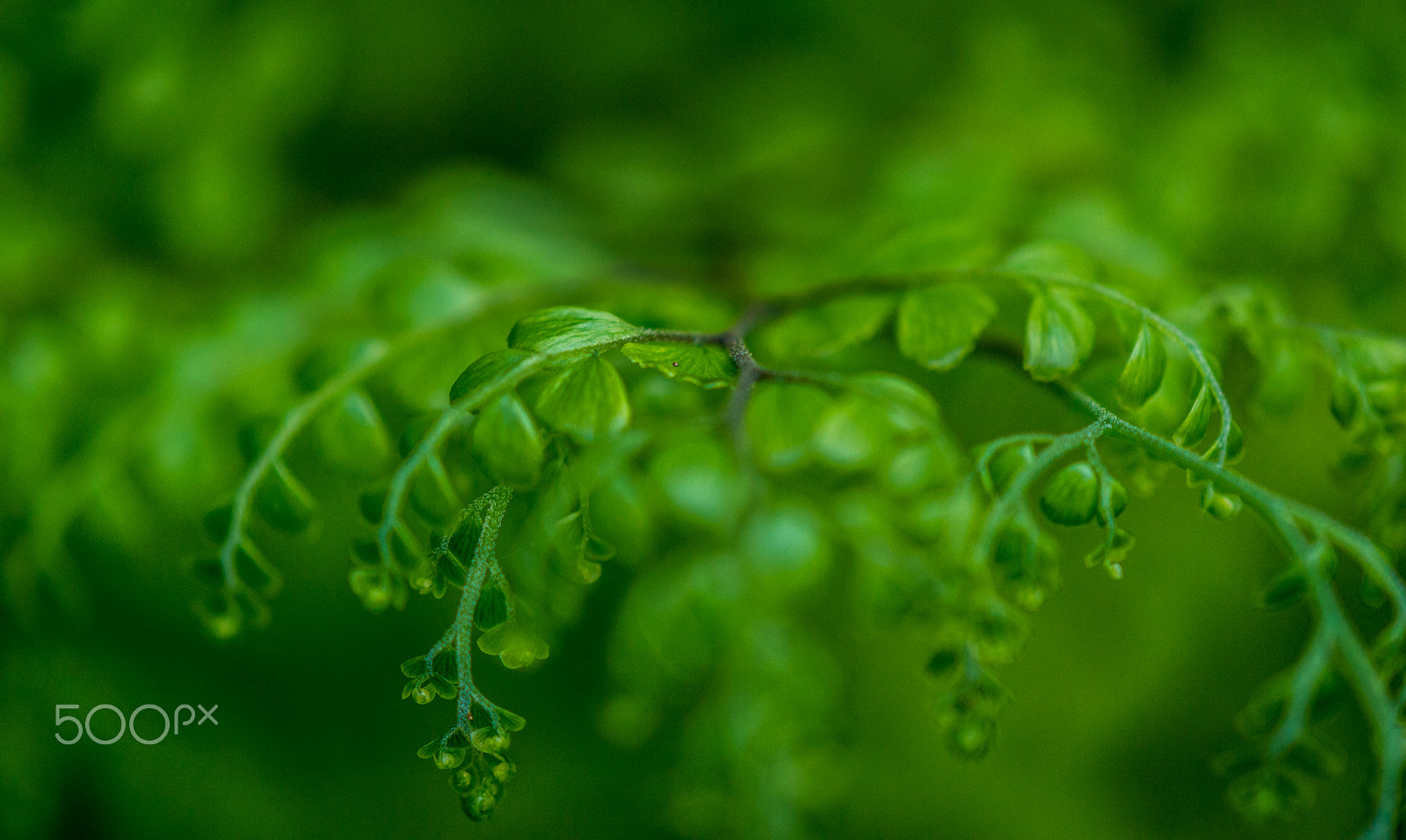 Nikon AF-S DX Micro-Nikkor 85mm F3.5G ED VR sample photo. Fern beauty photography
