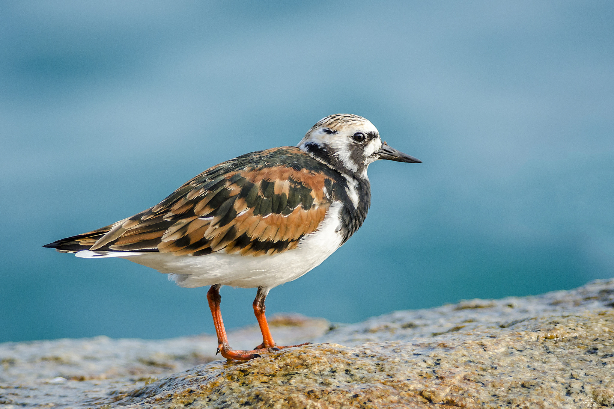 Nikon D5100 + Nikon AF-S Nikkor 300mm F4D ED-IF sample photo. Ruddy turnstone in po toi photography