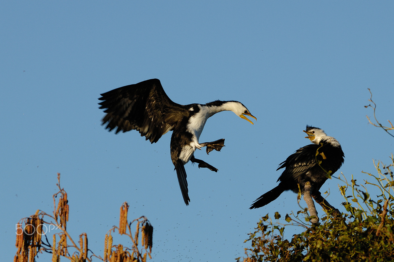Nikon AF-S Nikkor 300mm F2.8G ED-IF VR sample photo. Landing on the tree photography