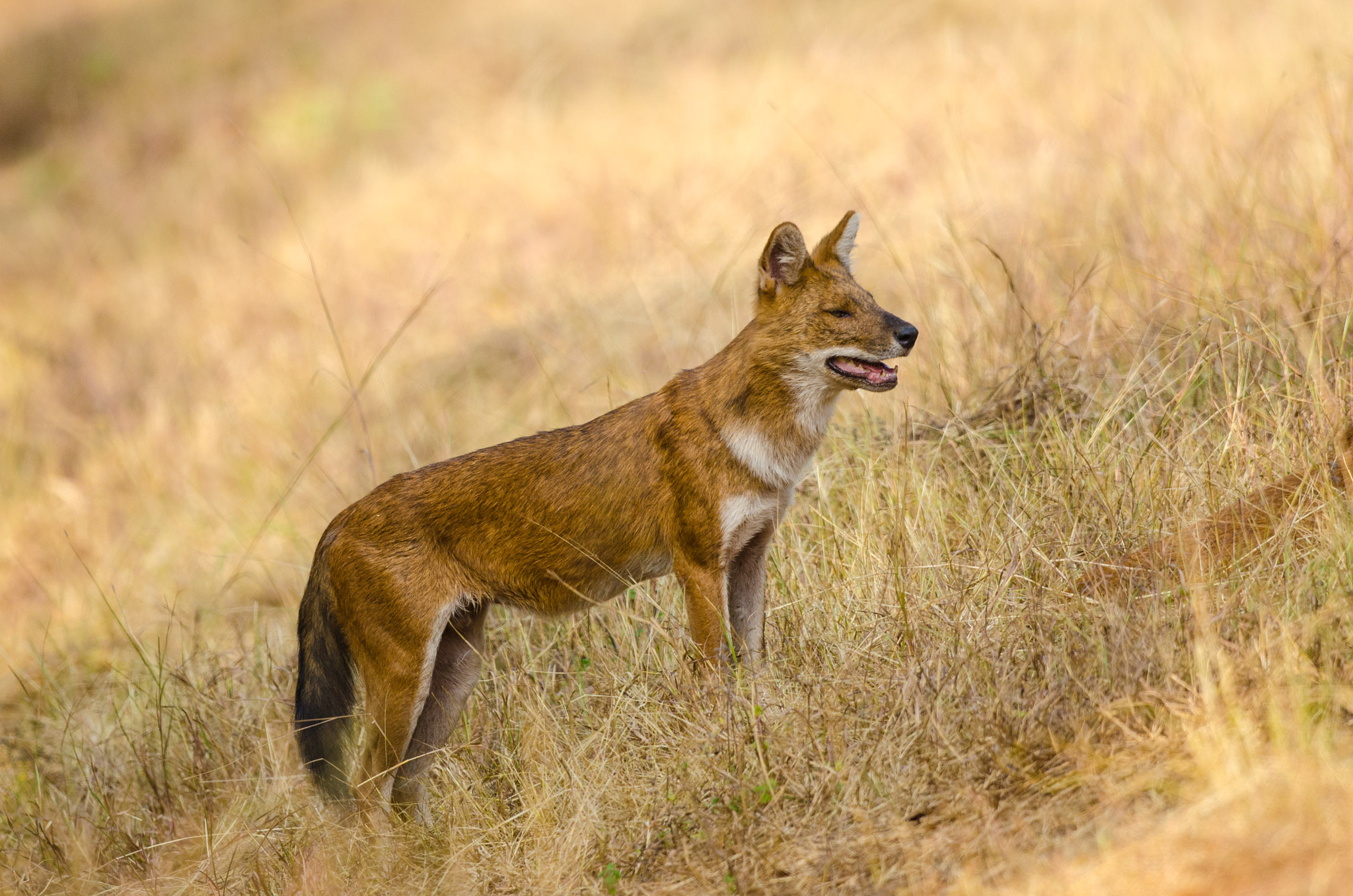 Nikon D7000 + Nikon AF-S Nikkor 500mm F4G ED VR sample photo. Indian dhole photography