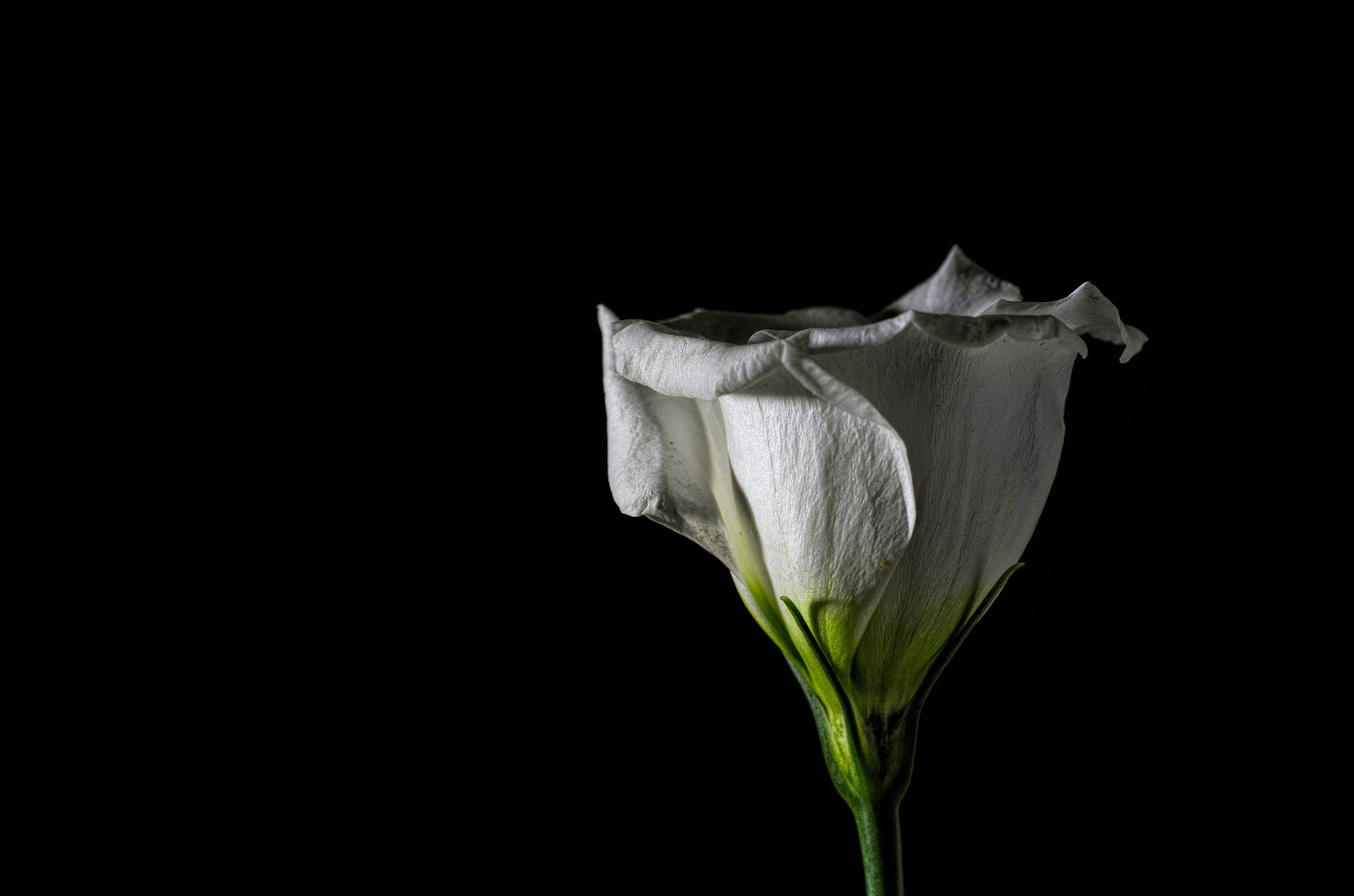 Pentax K-5 + smc PENTAX-F MACRO 50mm F2.8 sample photo. Desktop rose photography