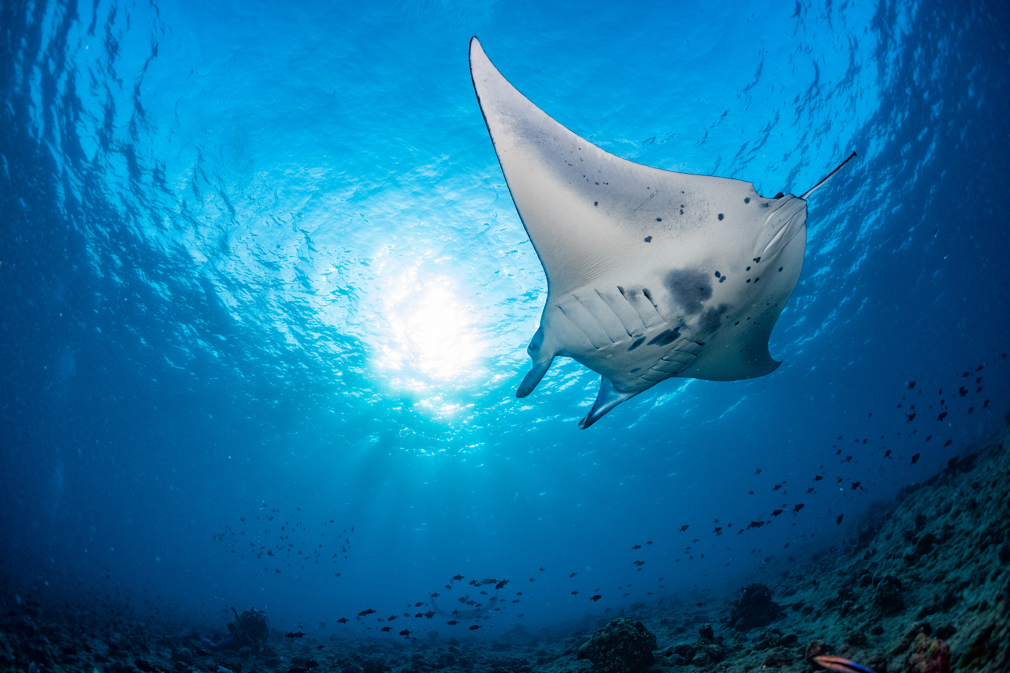 Nikon D810 + Nikon AF Fisheye-Nikkor 16mm F2.8D sample photo. Sunny manta photography