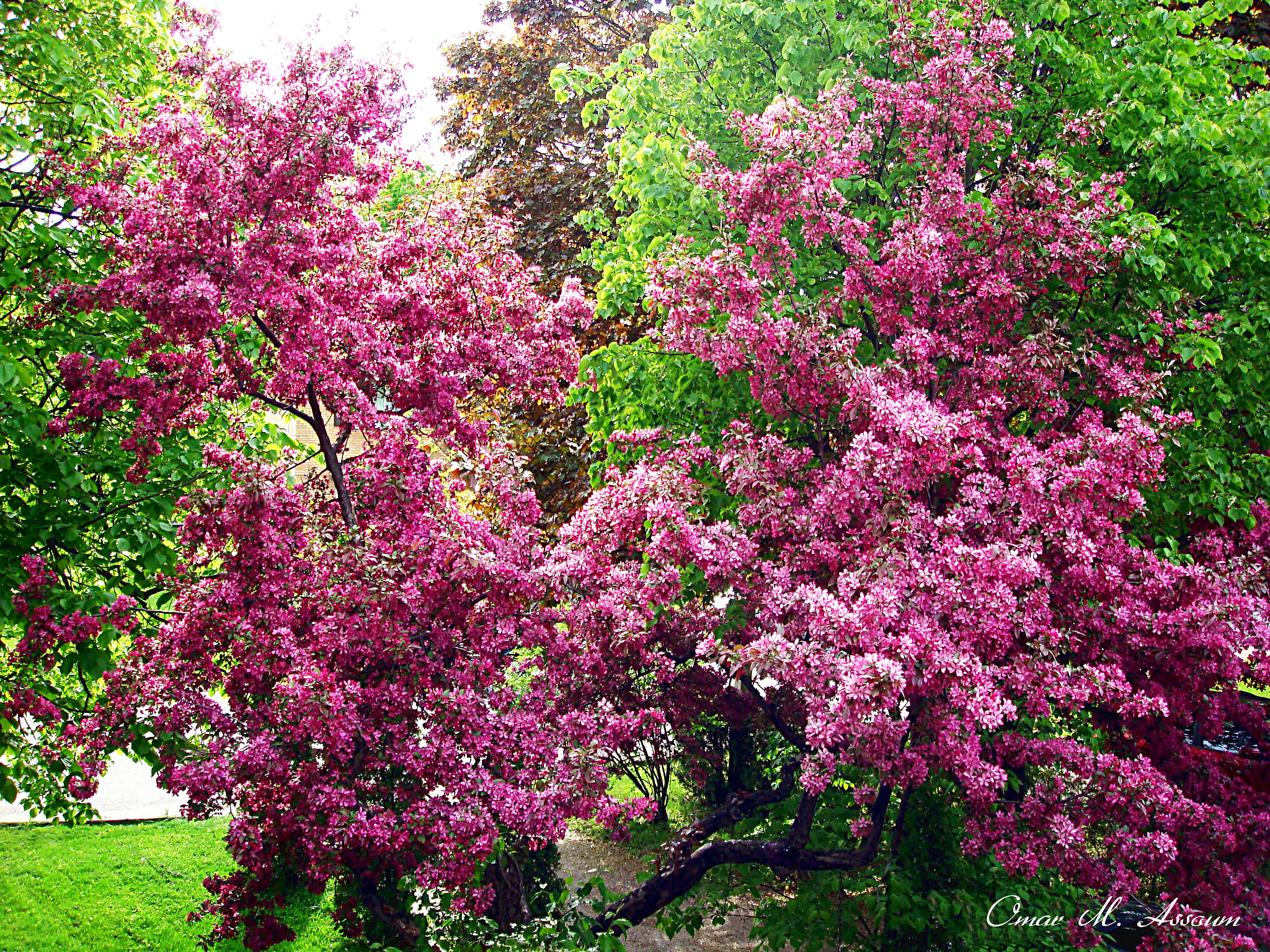 Sony DSC-T20 sample photo. Springtime blossoms photography