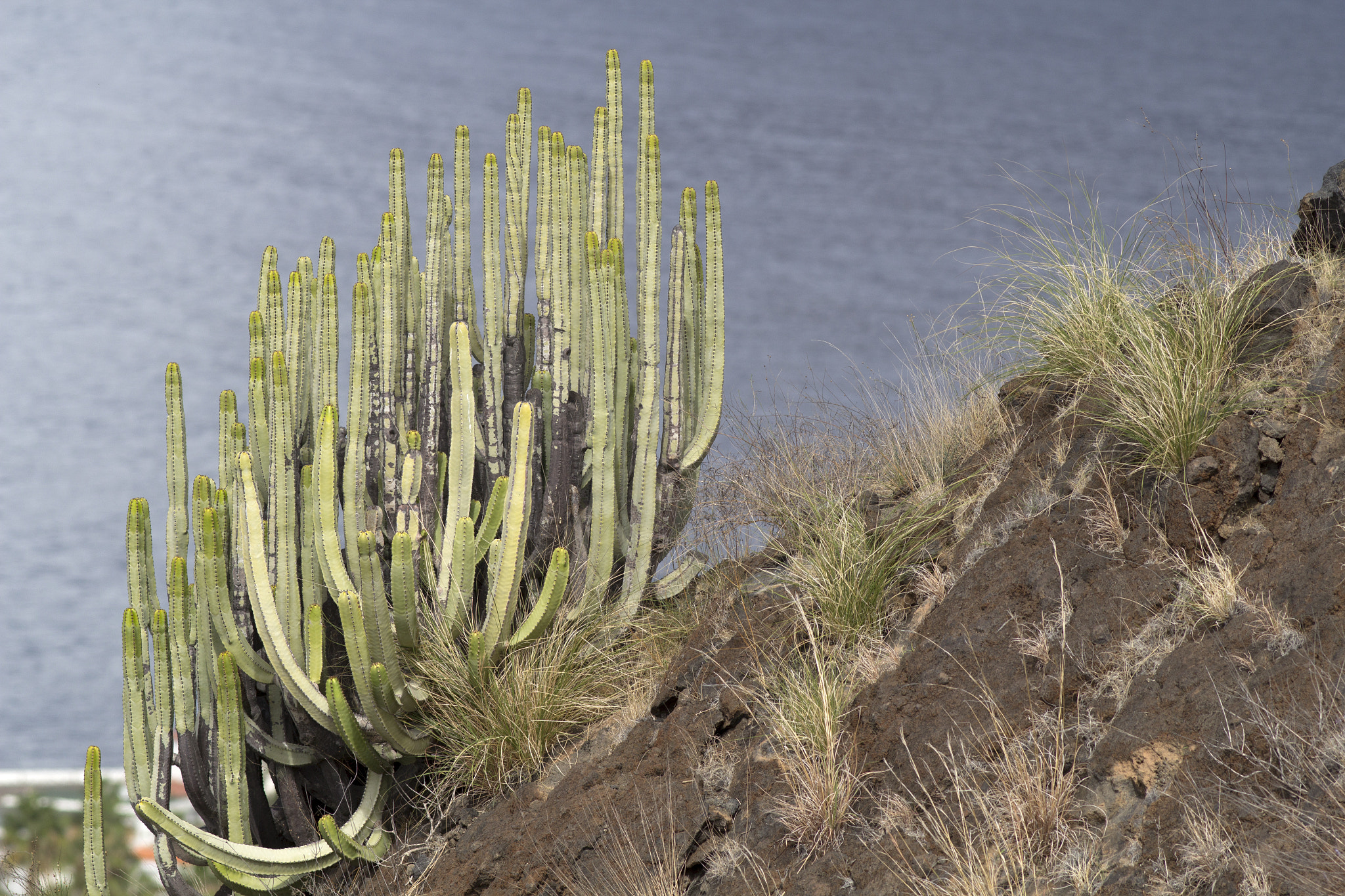 Canon EOS 600D (Rebel EOS T3i / EOS Kiss X5) + Canon EF 200mm F2.8L II USM sample photo. Los gigantes photography