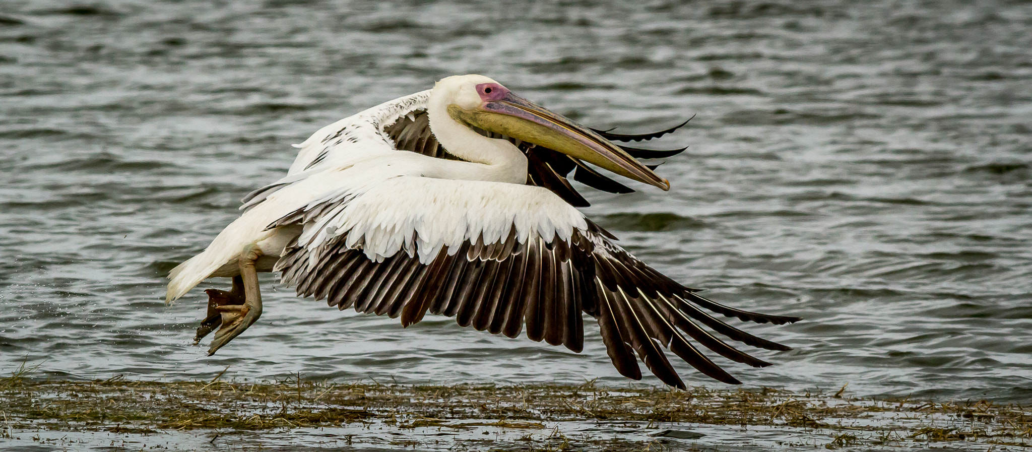 Canon EOS 1200D (EOS Rebel T5 / EOS Kiss X70 / EOS Hi) + Canon EF 400mm F5.6L USM sample photo. Pelican take off photography