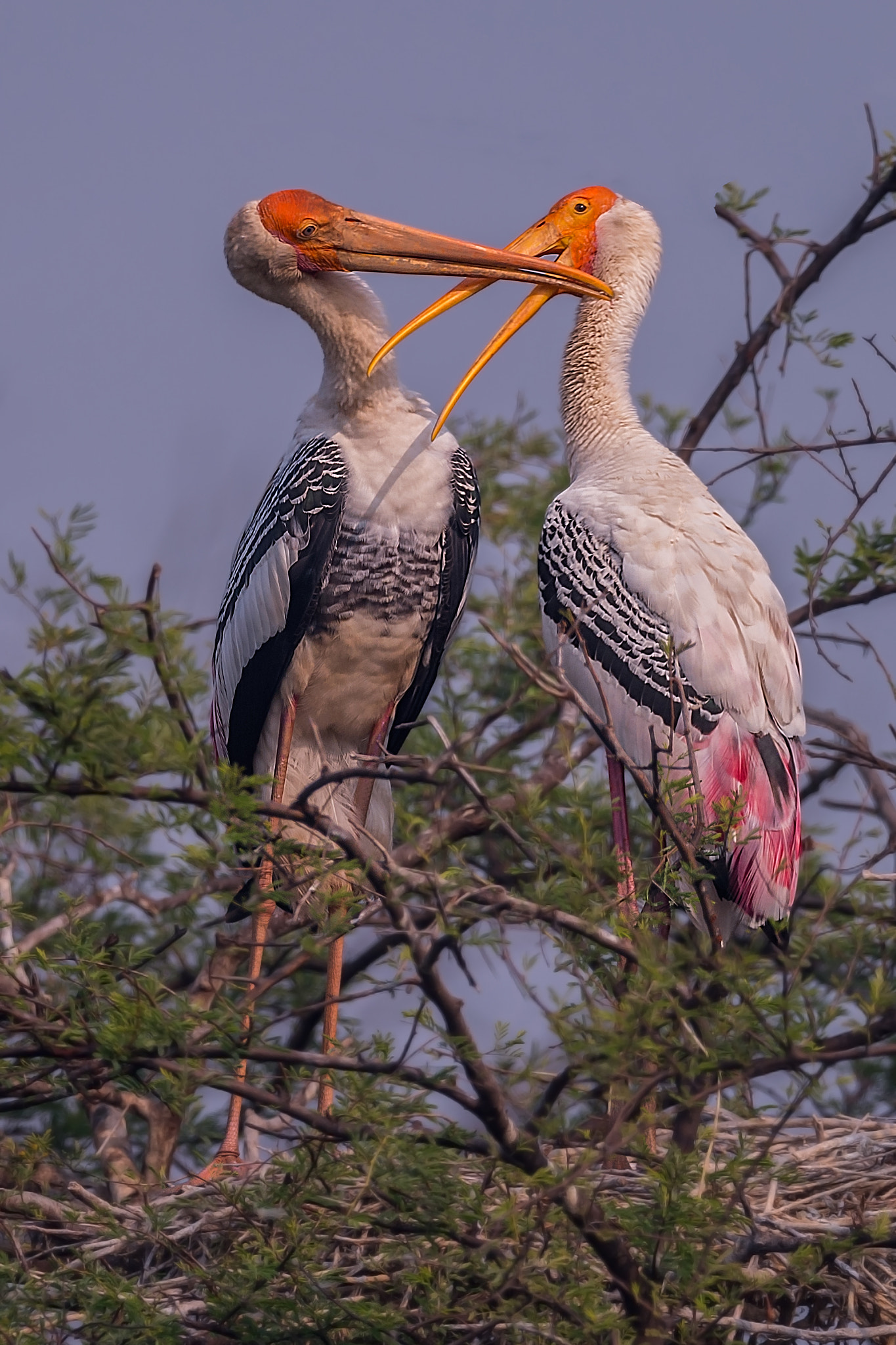 Nikon D4 + Sigma 24-60mm F2.8 EX DG sample photo. Love conquers everything !!! photography