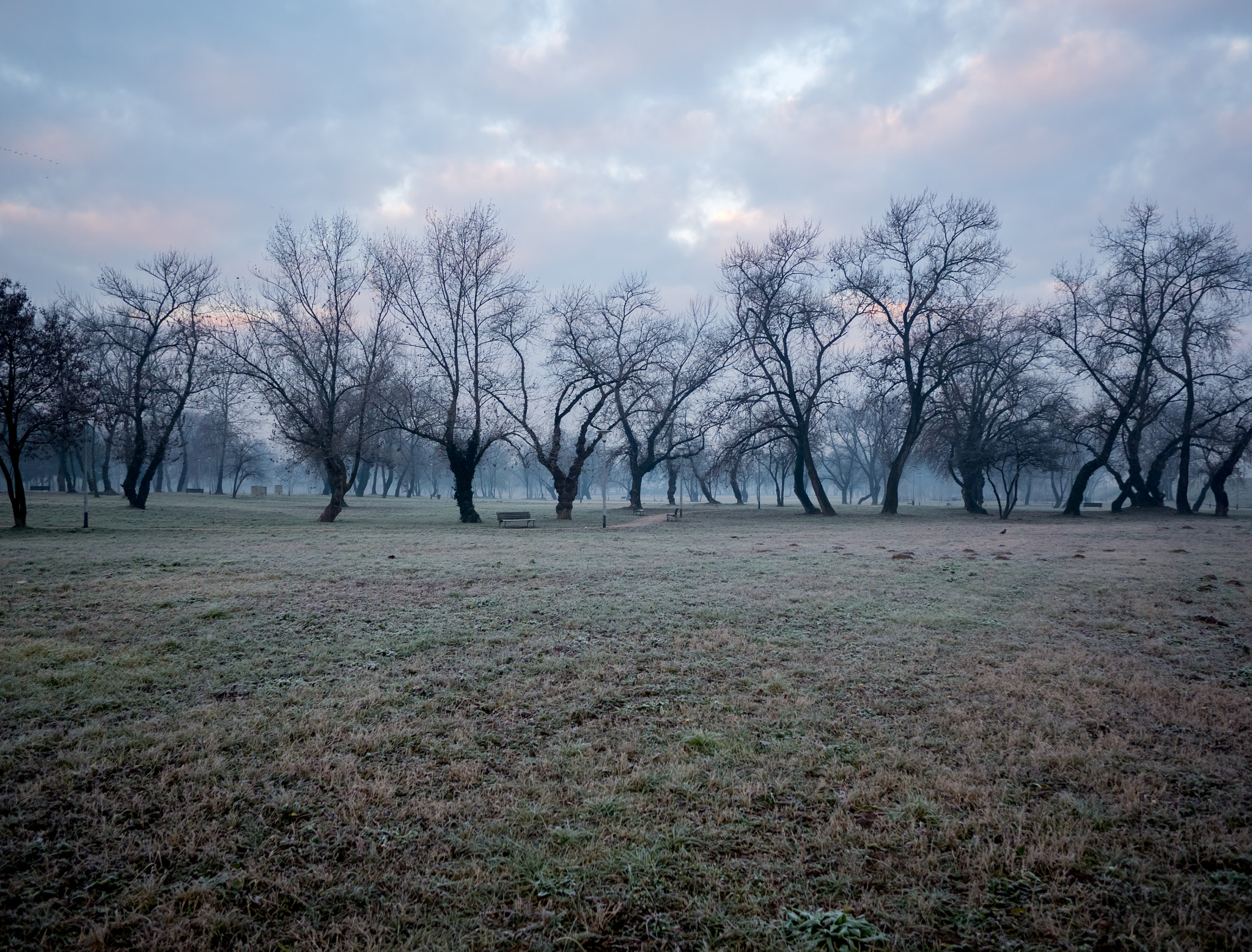 Panasonic Lumix DMC-GX7 + Panasonic Lumix G 14mm F2.5 ASPH sample photo. Early morning frost photography