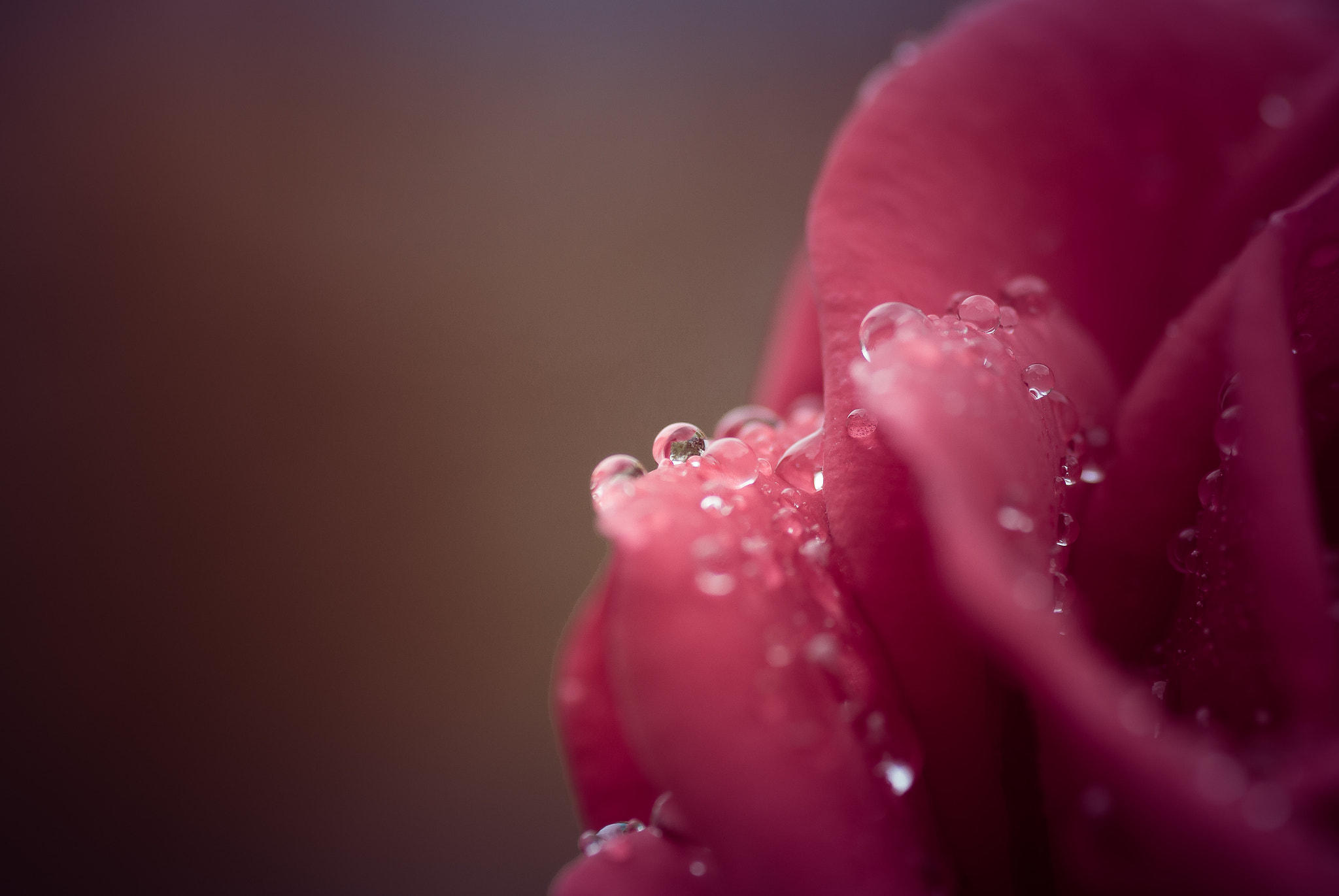 Canon EOS 650D (EOS Rebel T4i / EOS Kiss X6i) + Tamron SP AF 90mm F2.8 Di Macro sample photo. Rose droplets photography