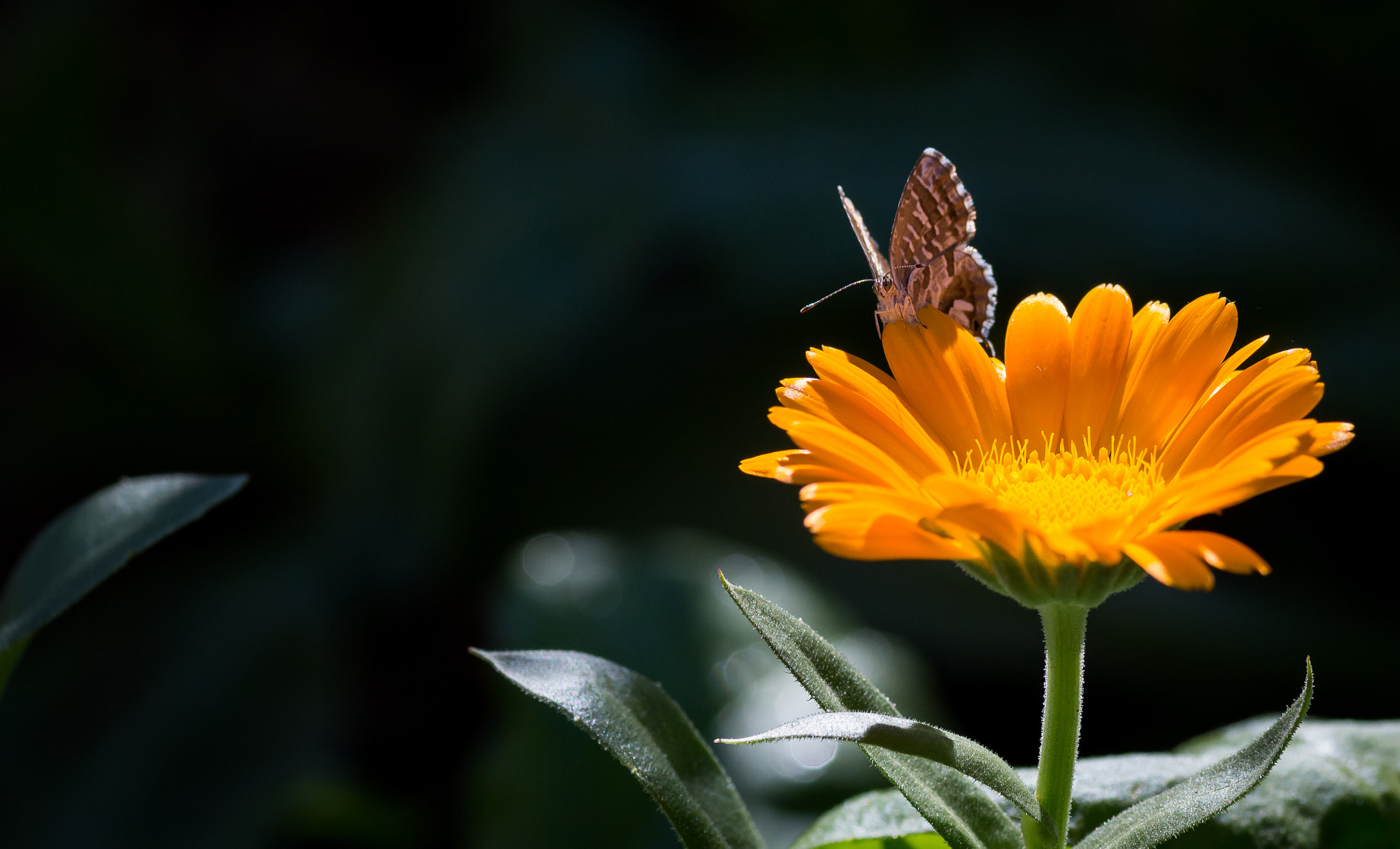 Canon EOS 650D (EOS Rebel T4i / EOS Kiss X6i) + Tamron SP AF 90mm F2.8 Di Macro sample photo. Butterfly photography