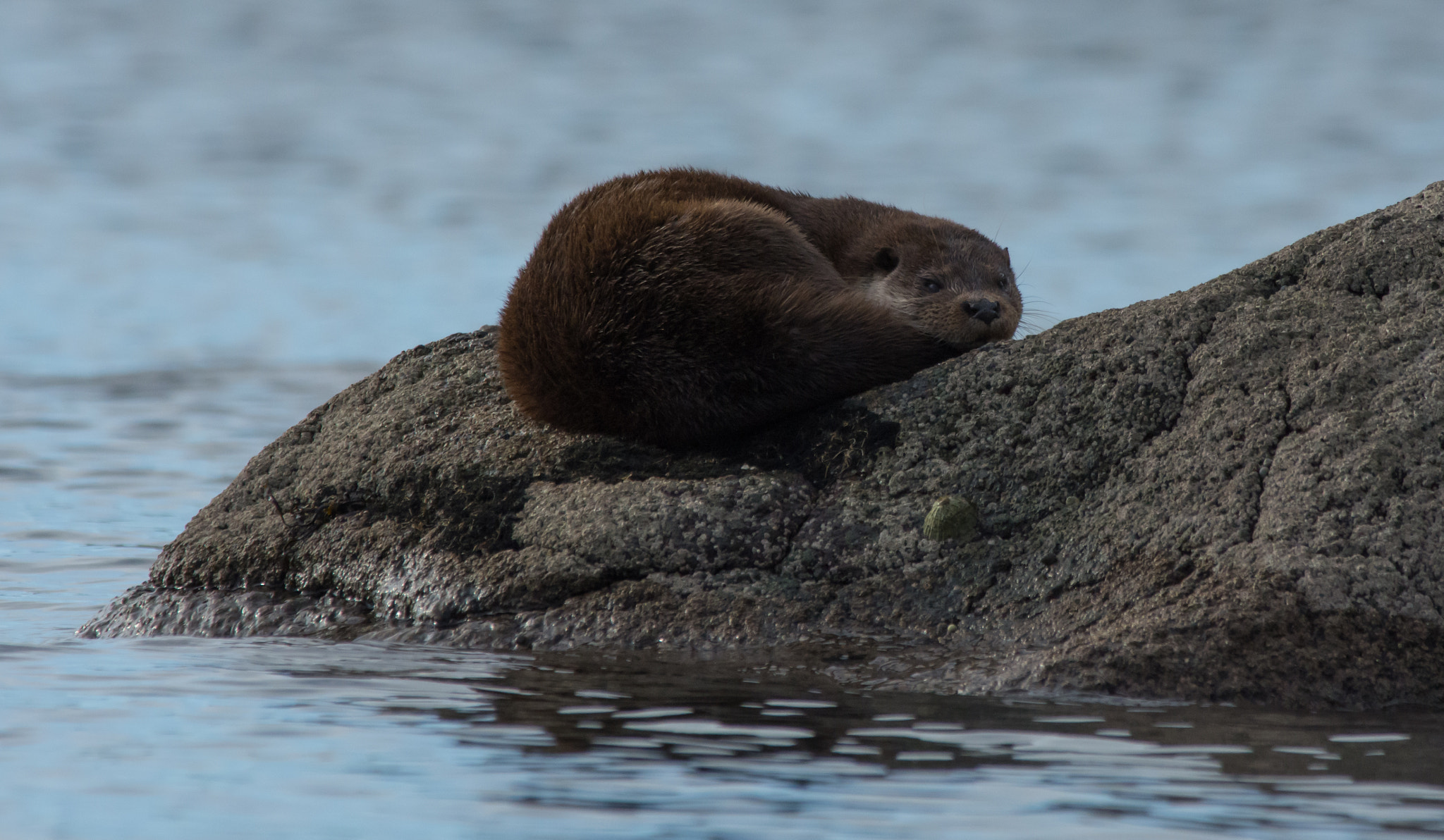 Nikon AF-S Nikkor 300mm F2.8G ED VR II sample photo. Otter snoozing photography