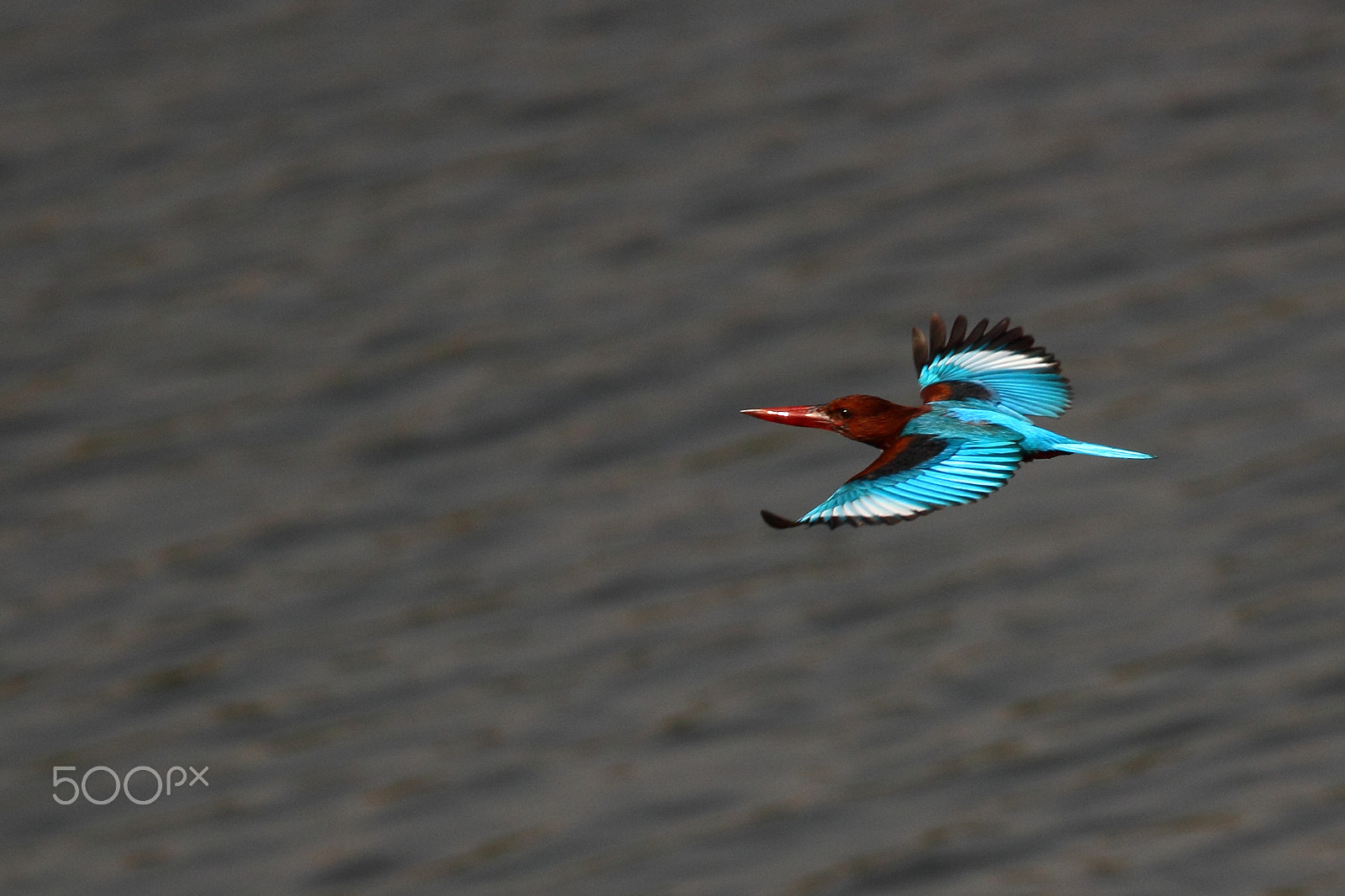 Canon EF 100-400mm F4.5-5.6L IS II USM sample photo. Blue wing photography