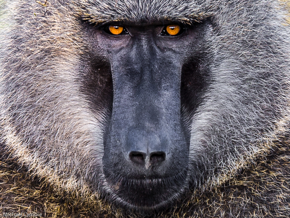 Canon EF 400mm F2.8L IS USM sample photo. Olive baboon photography