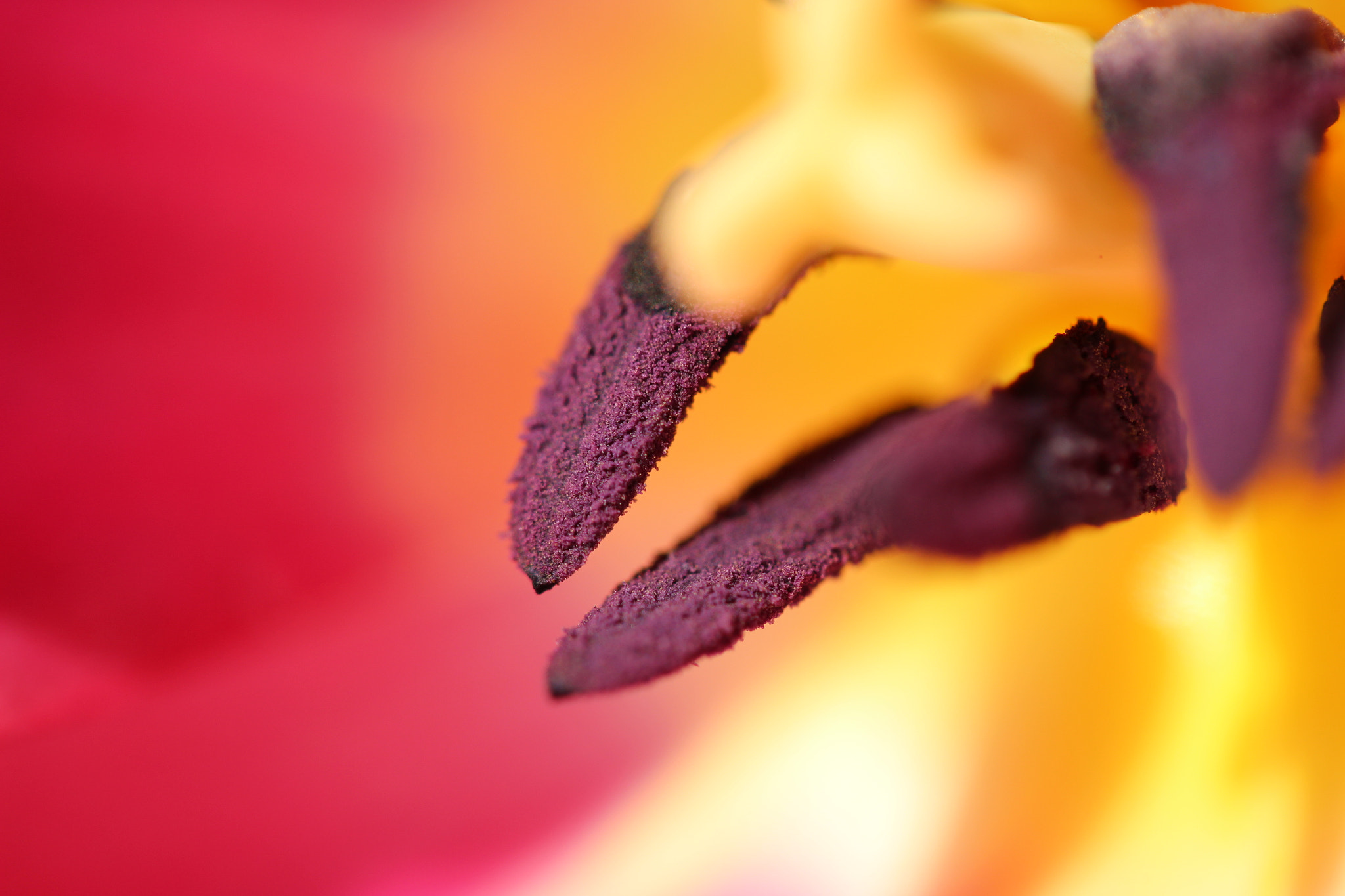 Canon EF-S 60mm F2.8 Macro USM sample photo. Intimacy with a tulip photography